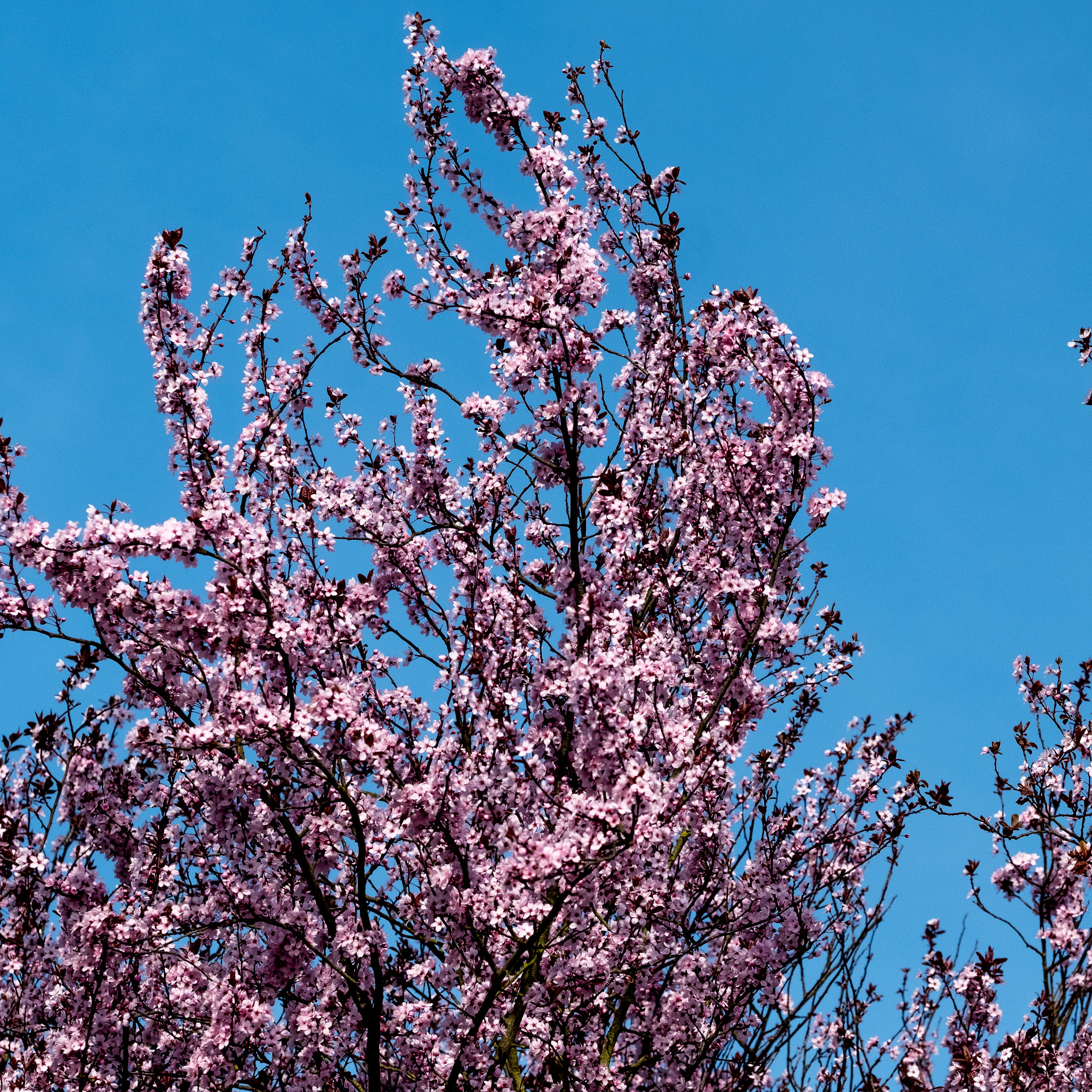 Fujifilm X-T2 sample photo. Spring is here 2 photography