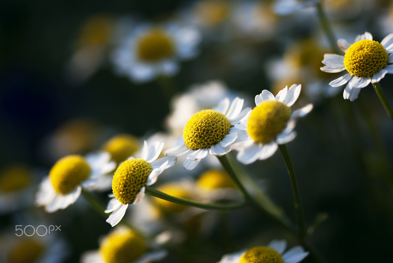 Nikon AF-S Micro-Nikkor 105mm F2.8G IF-ED VR sample photo. Chamomile blossoms photography