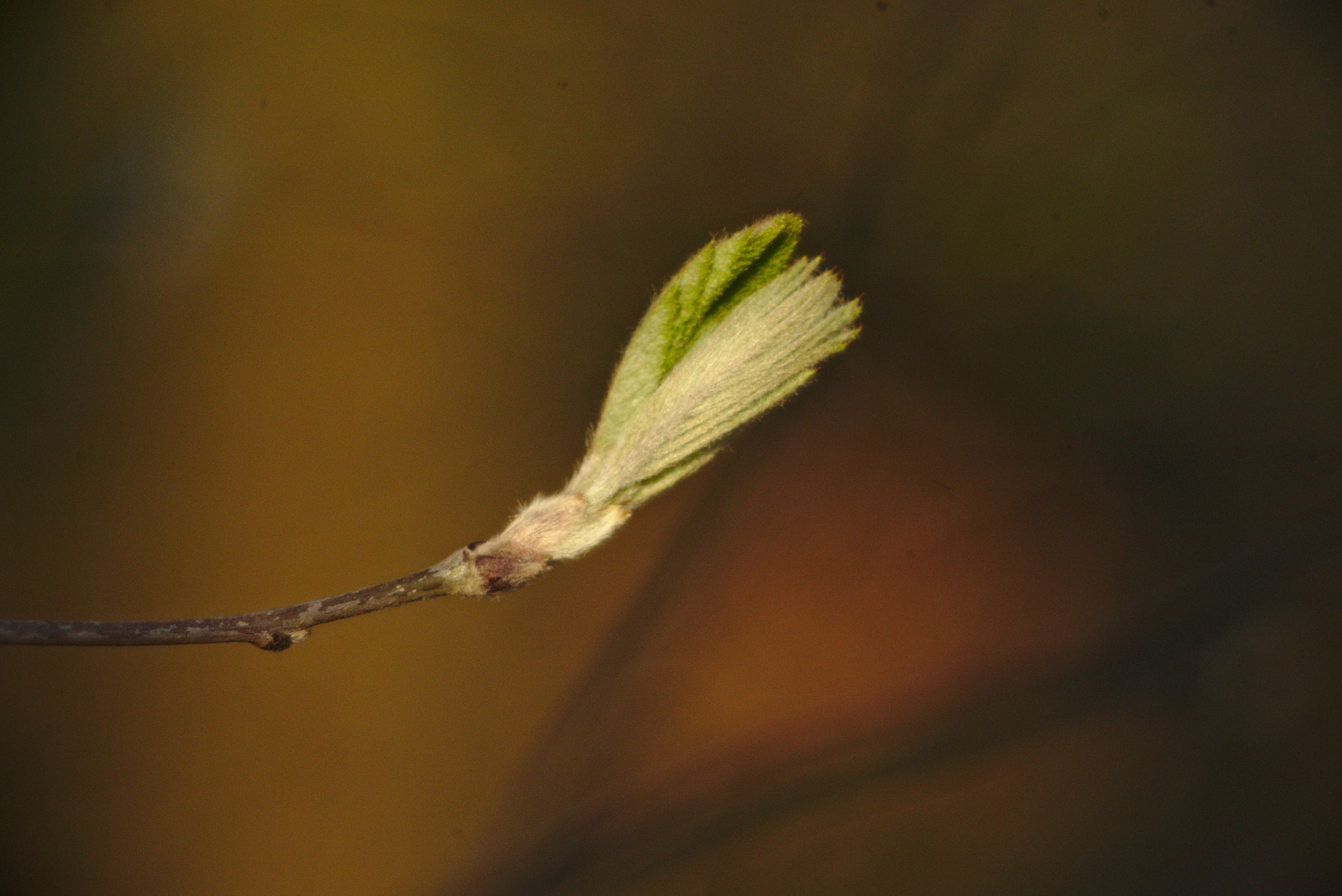 Manual Lens No CPU sample photo. Spring mood i photography