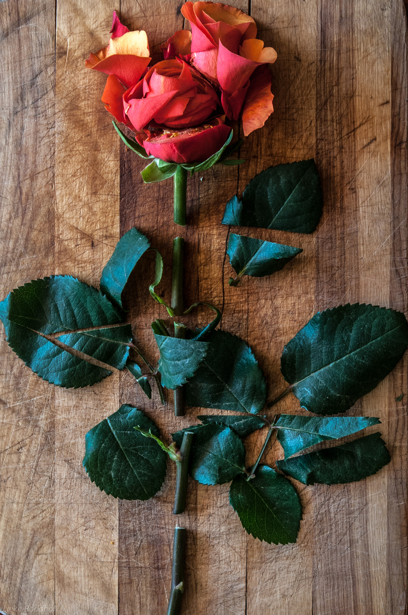 Nikon D300 + Sigma 17-70mm F2.8-4.5 DC Macro Asp. IF sample photo. Broken rose photography