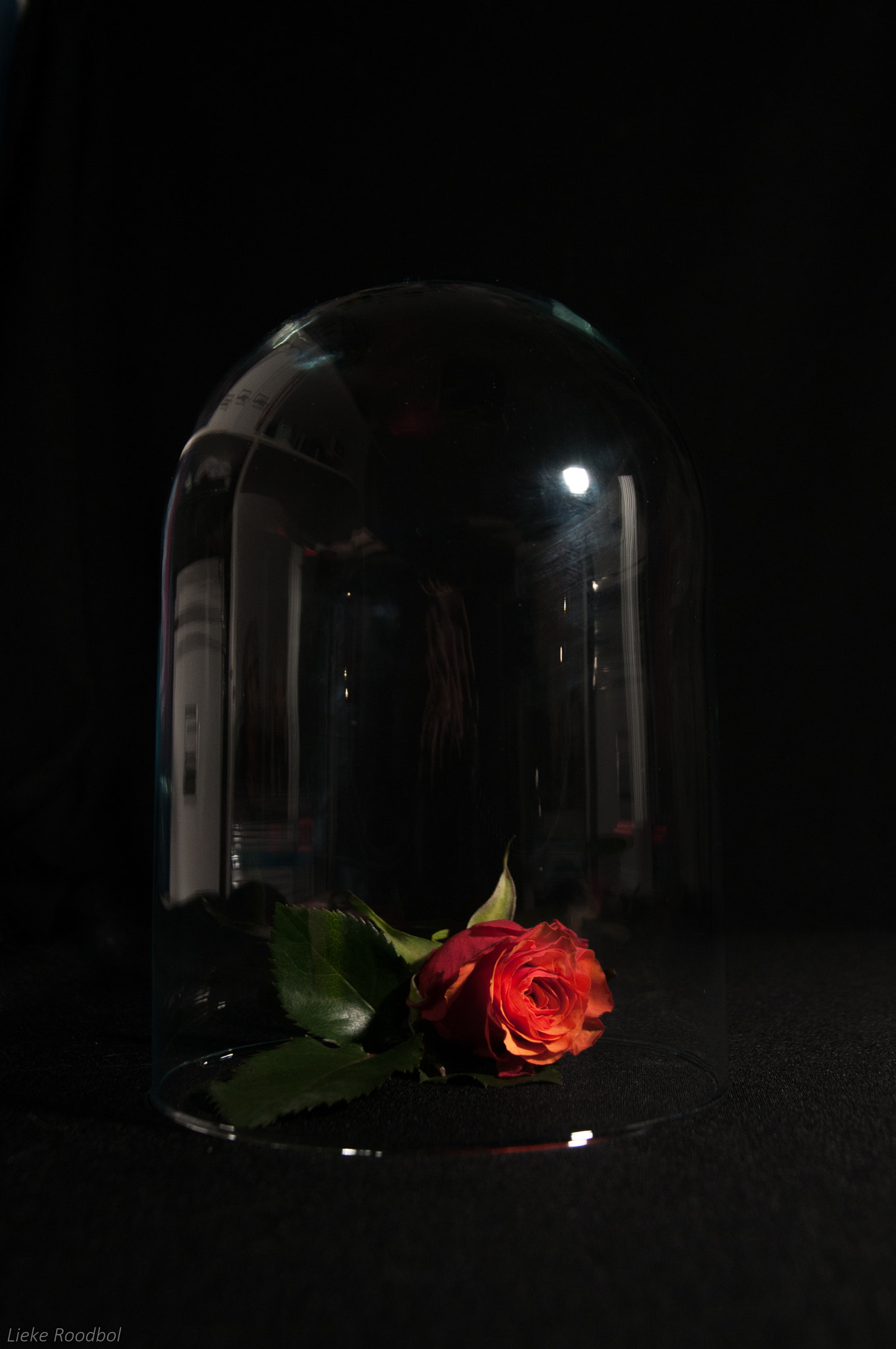 Nikon D300 sample photo. Tale as old as time photography