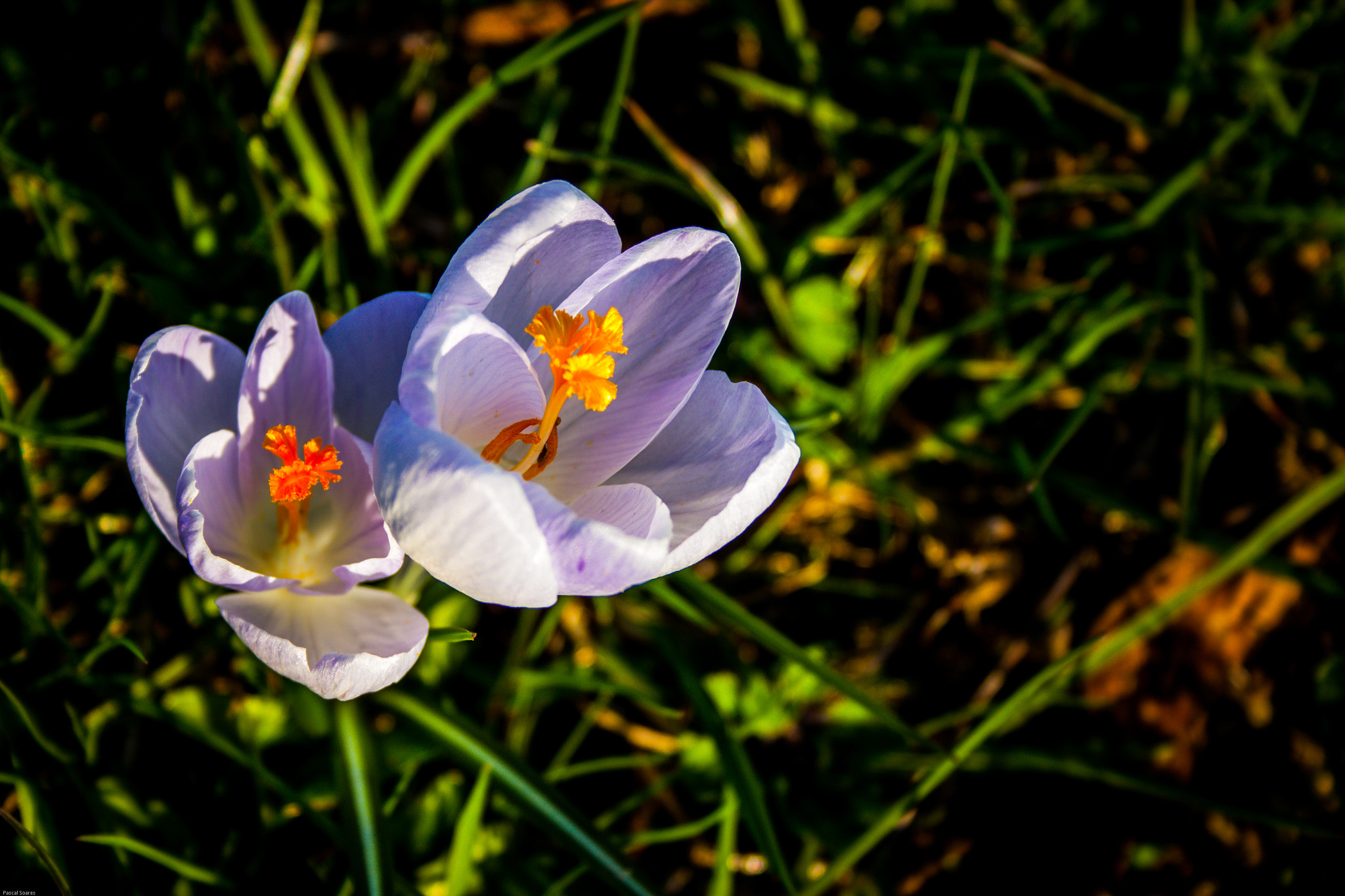 Canon EF-S 18-55mm F3.5-5.6 II sample photo. White crocus photography