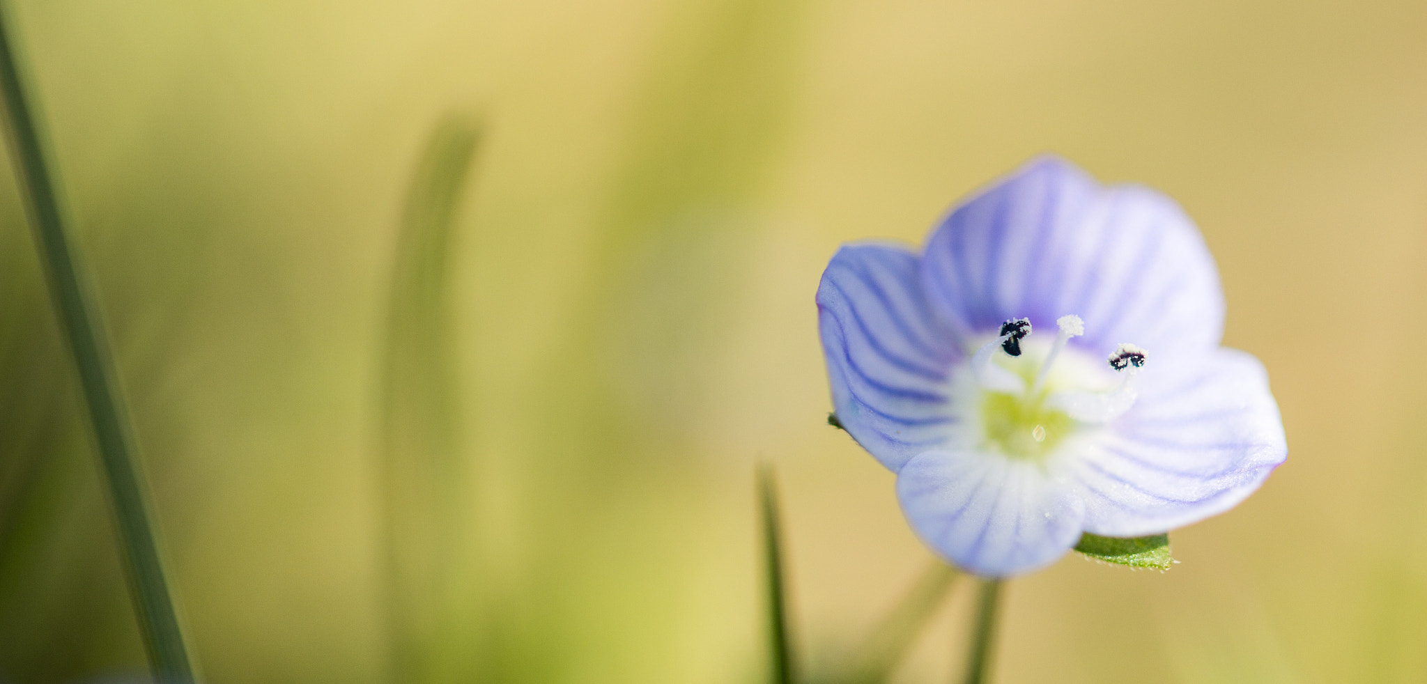 Canon EF 100mm F2.8L Macro IS USM sample photo. Fleur bleue photography