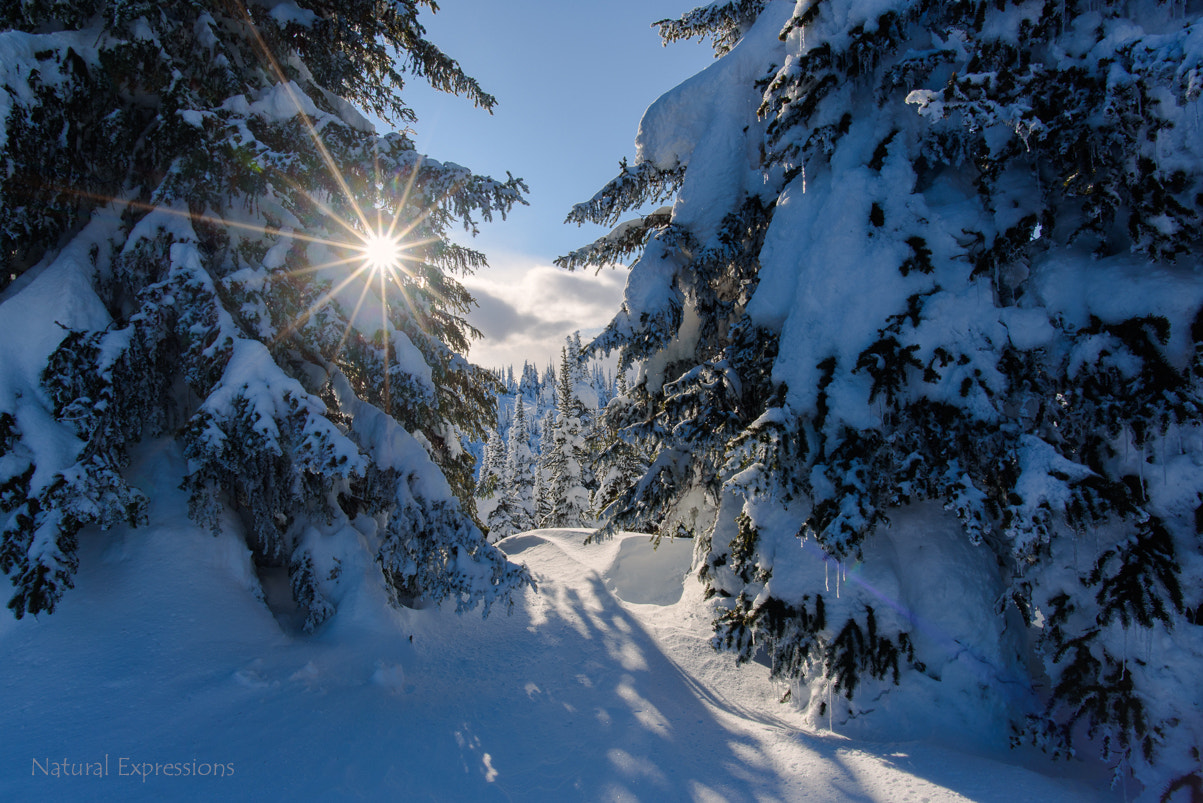 Nikon D750 + Nikon AF-S Nikkor 20mm F1.8G ED sample photo. Alpine sunstar 2 photography