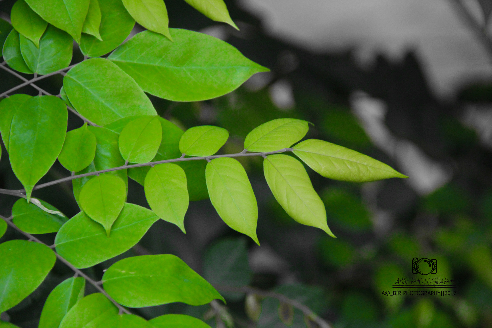 Sigma 18-200mm f/3.5-6.3 DC OS sample photo