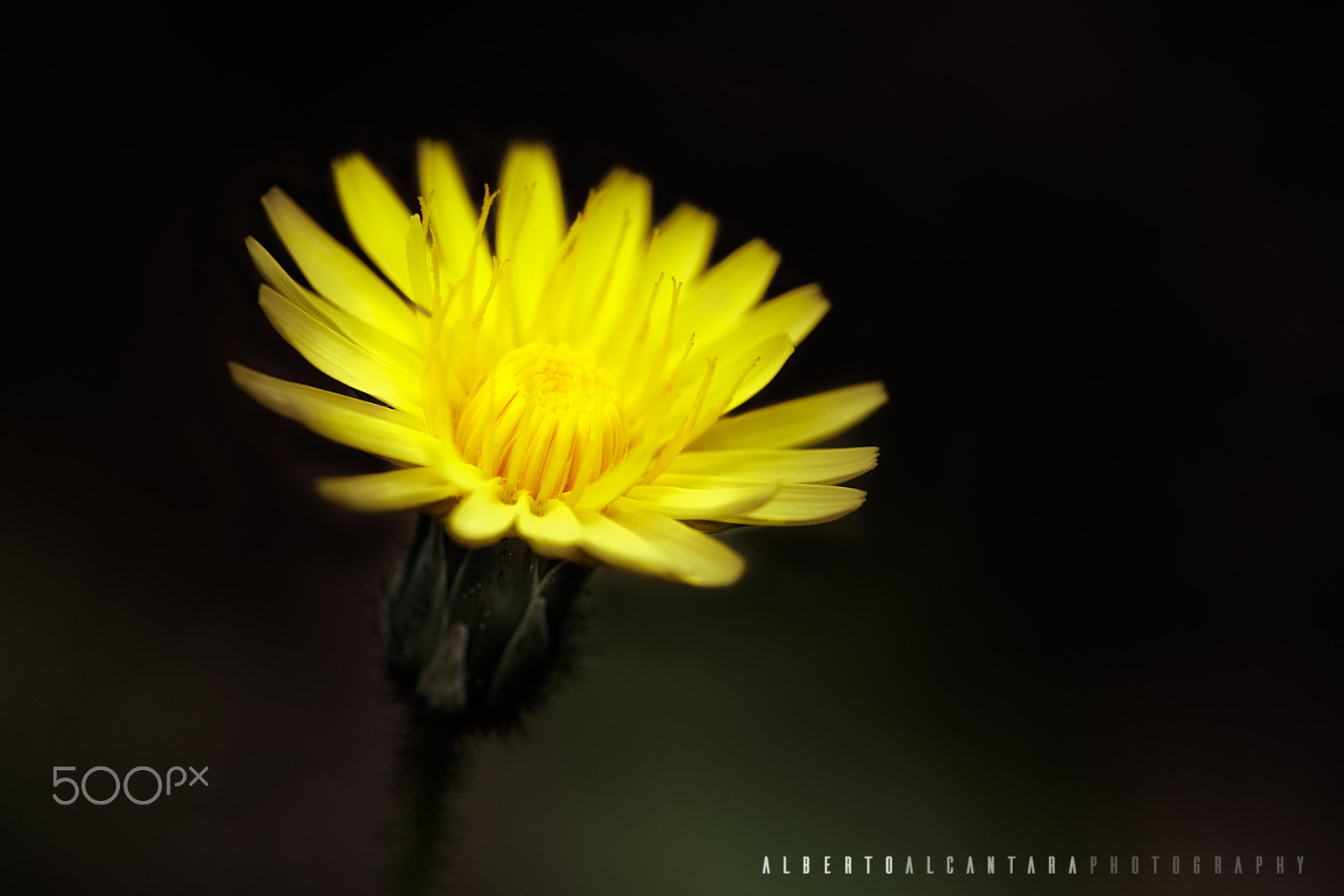 Tamron SP AF 180mm F3.5 Di LD (IF) Macro sample photo. Taraxacum officinale photography