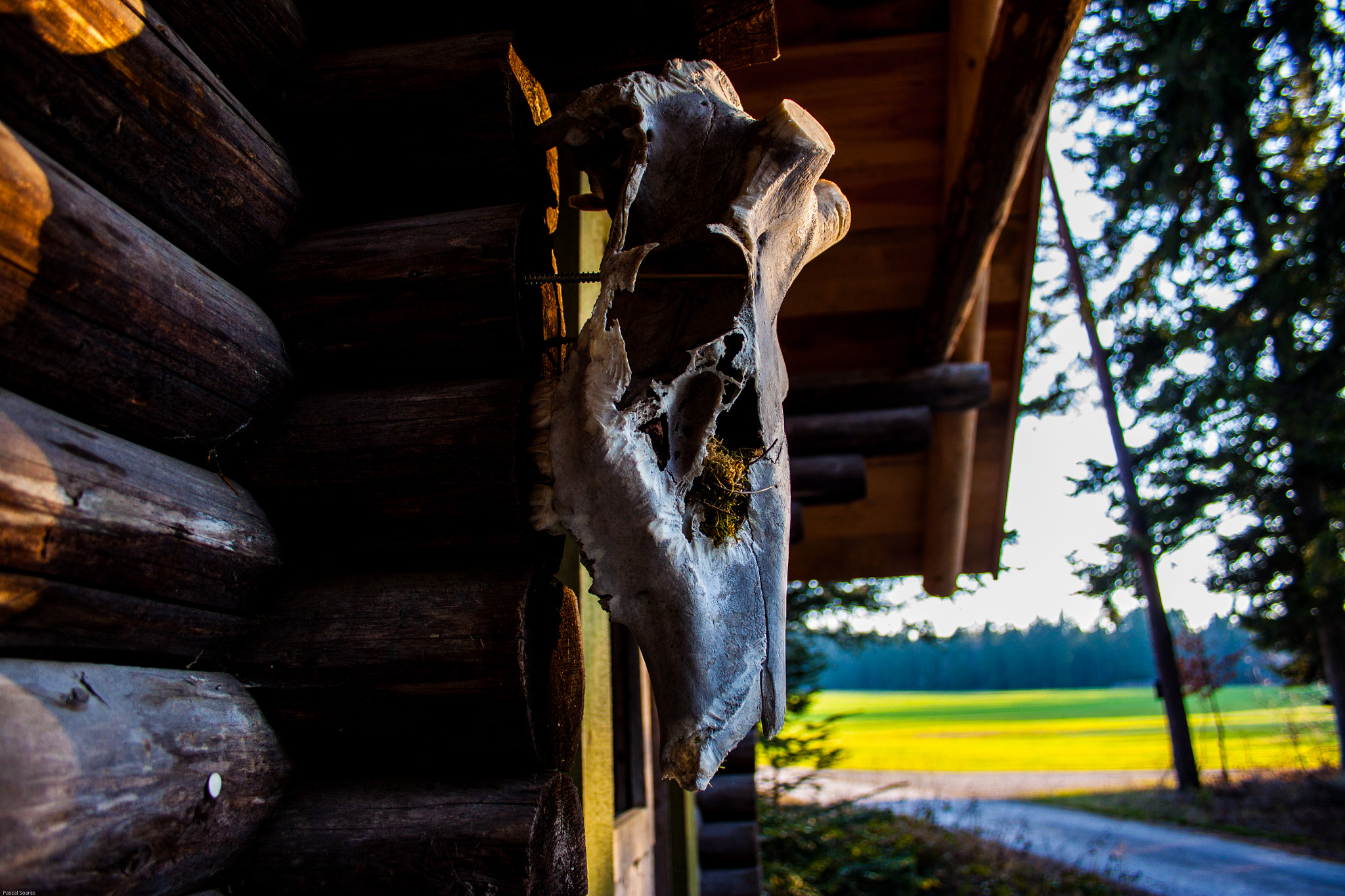 Canon EF-S 18-55mm F3.5-5.6 II sample photo. Deer skull photography