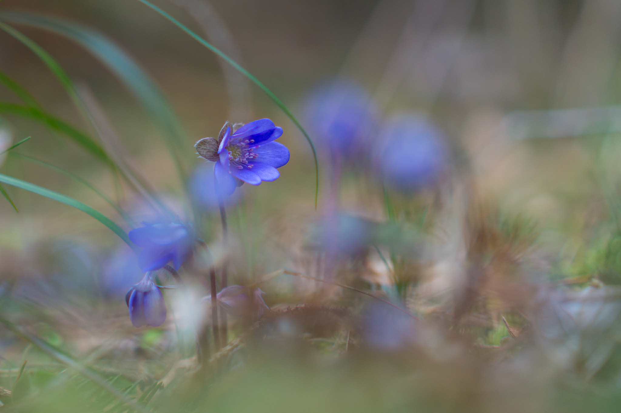 Sony Alpha a5000 (ILCE 5000) sample photo. Spring flowers photography