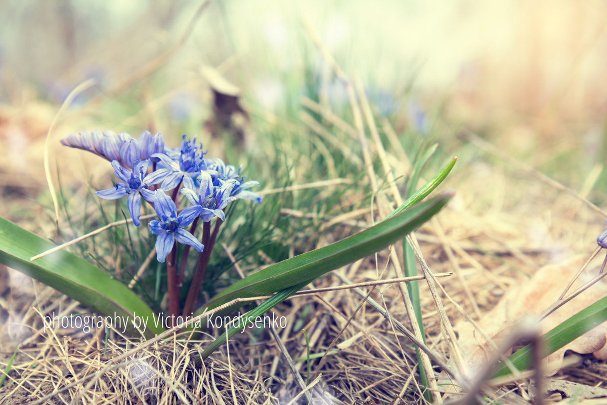 Canon EF-S 17-55mm F2.8 IS USM sample photo. Wild growing blue snowdrop photography