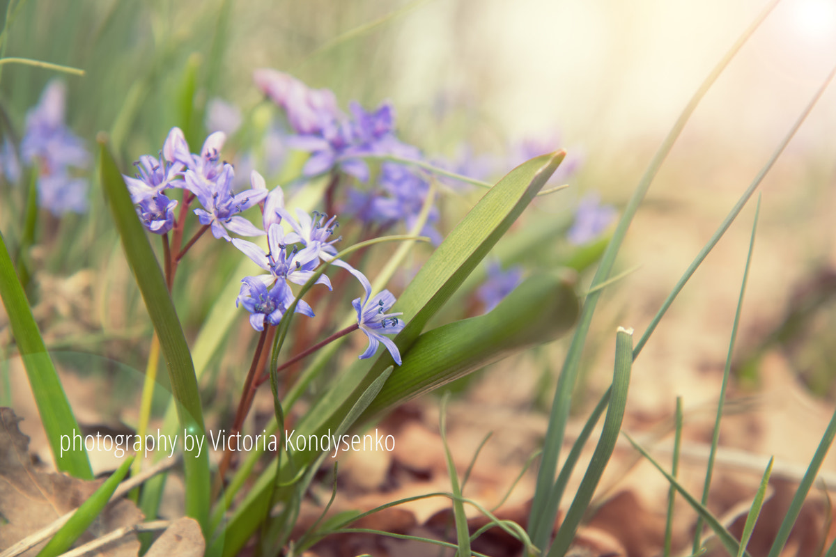 Canon EF-S 17-55mm F2.8 IS USM sample photo. Wild growing blue snowdrop photography