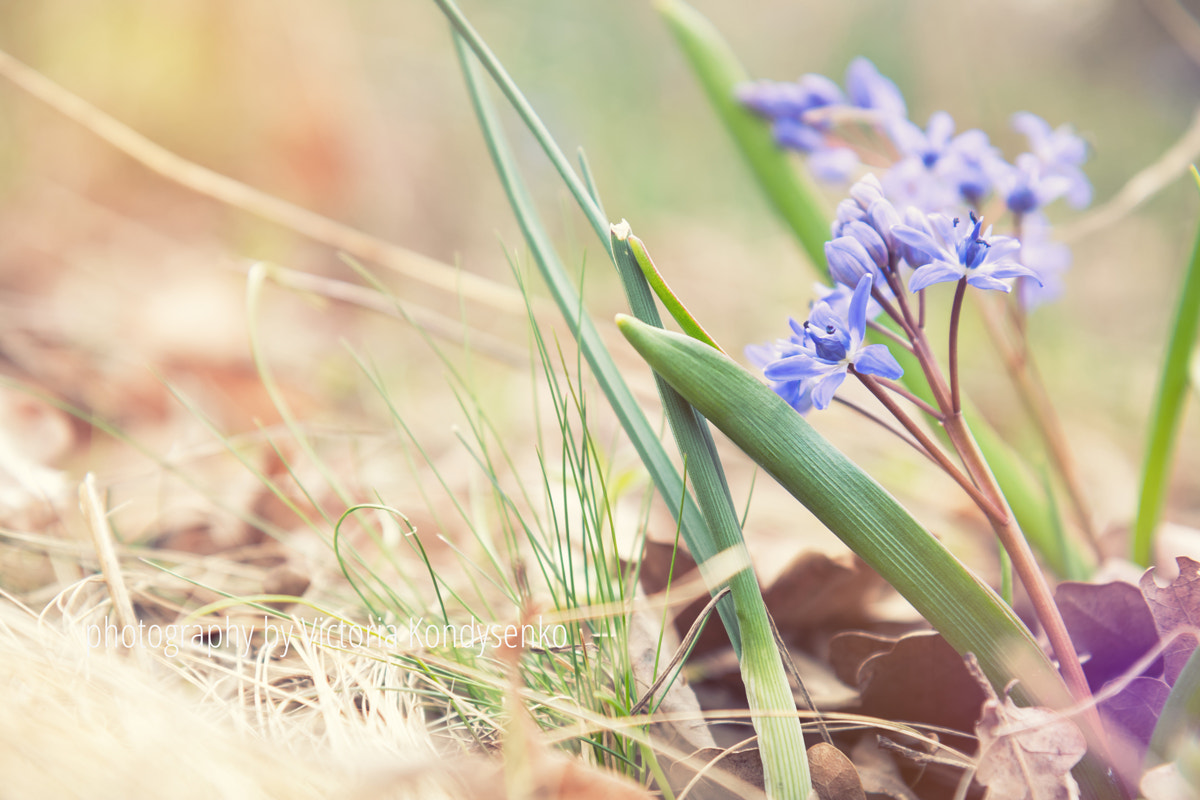 Canon EF-S 17-55mm F2.8 IS USM sample photo. Wild growing blue snowdrop photography