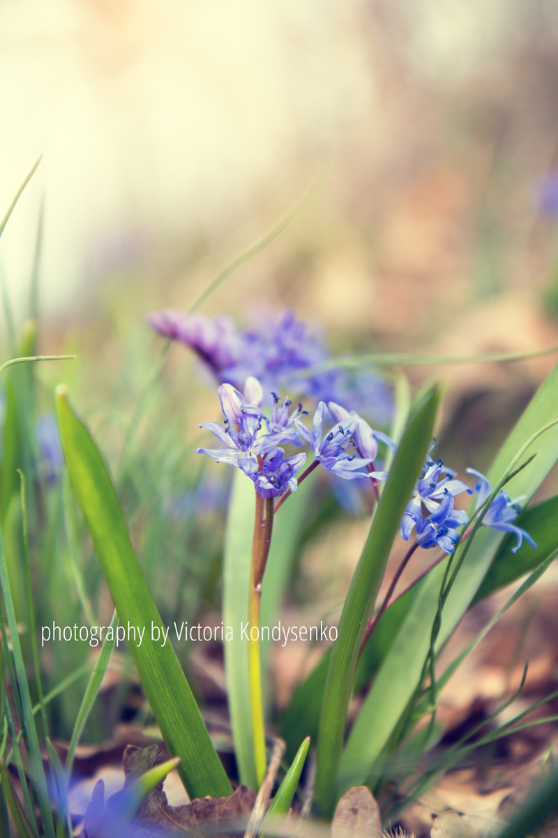 Canon EF-S 17-55mm F2.8 IS USM sample photo. Wild growing blue snowdrop photography