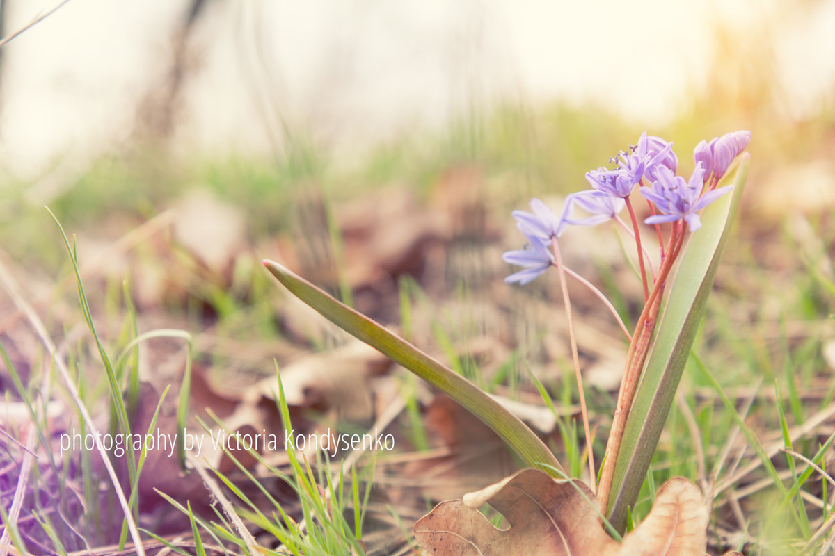 Canon EF-S 17-55mm F2.8 IS USM sample photo. Wild growing blue snowdrop photography