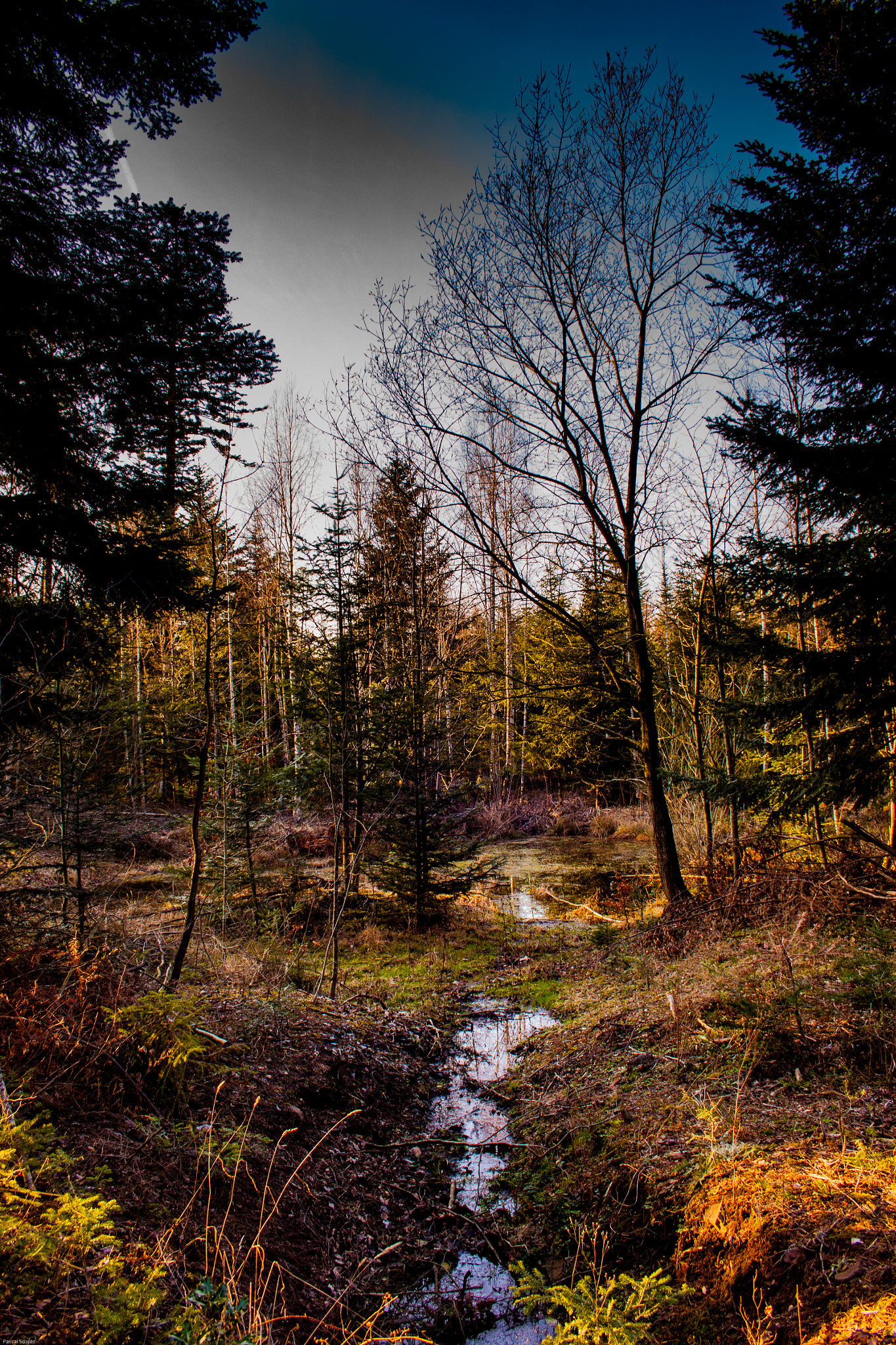 Canon EF-S 18-55mm F3.5-5.6 II sample photo. Biotope in the evening photography