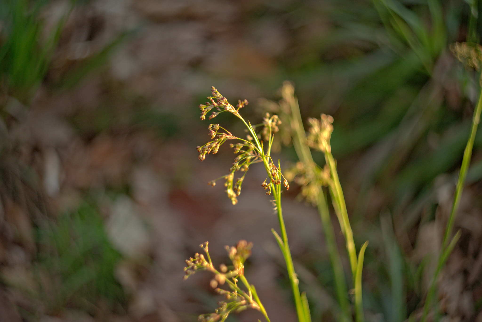 Manual Lens No CPU sample photo. Whirling spring photography
