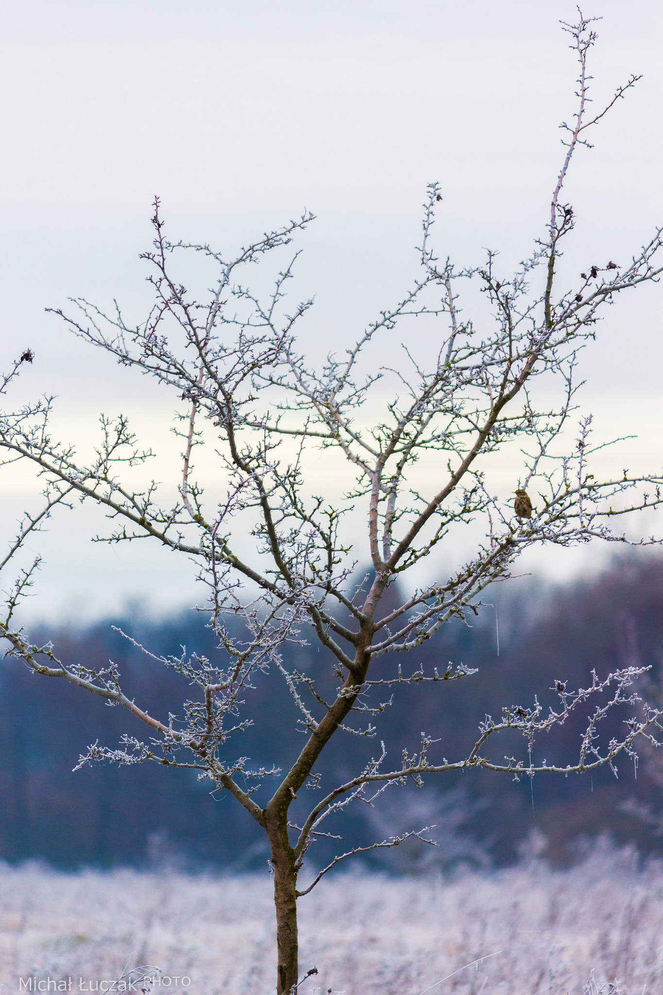 Canon EF-S 55-250mm F4-5.6 IS sample photo. Tree photography