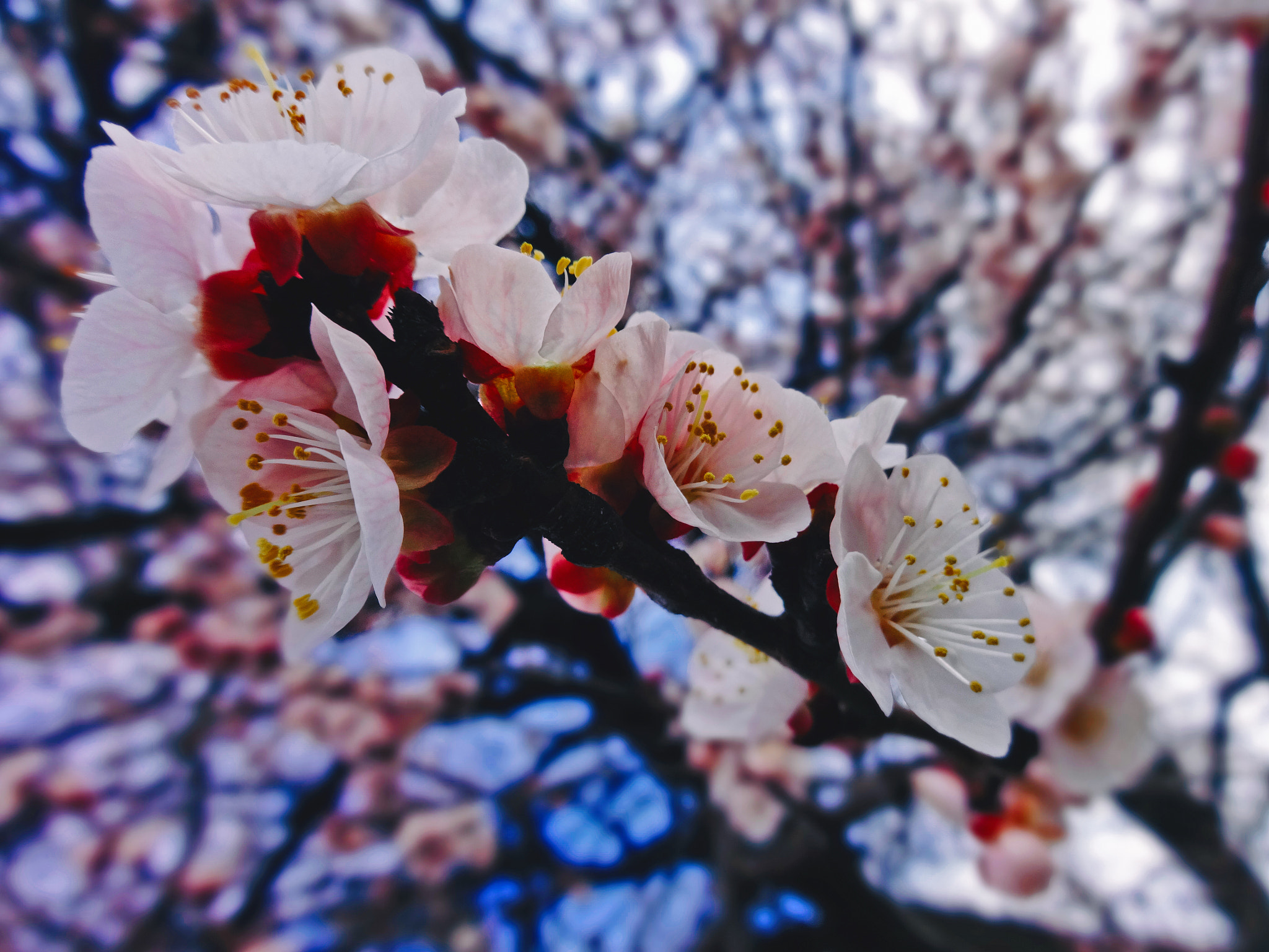 Sony Cyber-shot DSC-WX80 sample photo. Springtime in russia, krasnodar region. photography