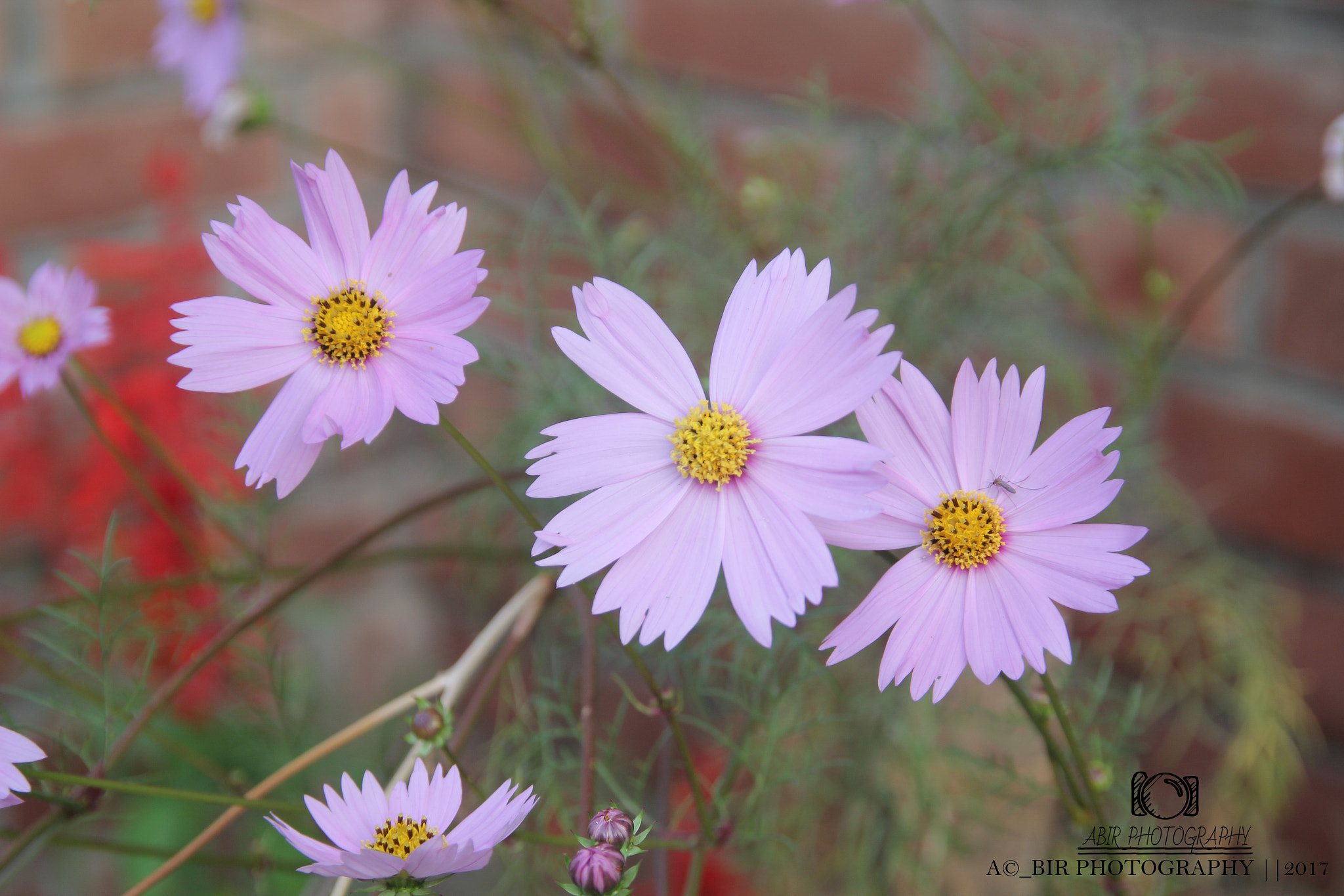 Sigma 18-200mm f/3.5-6.3 DC OS sample photo. Untitled photography