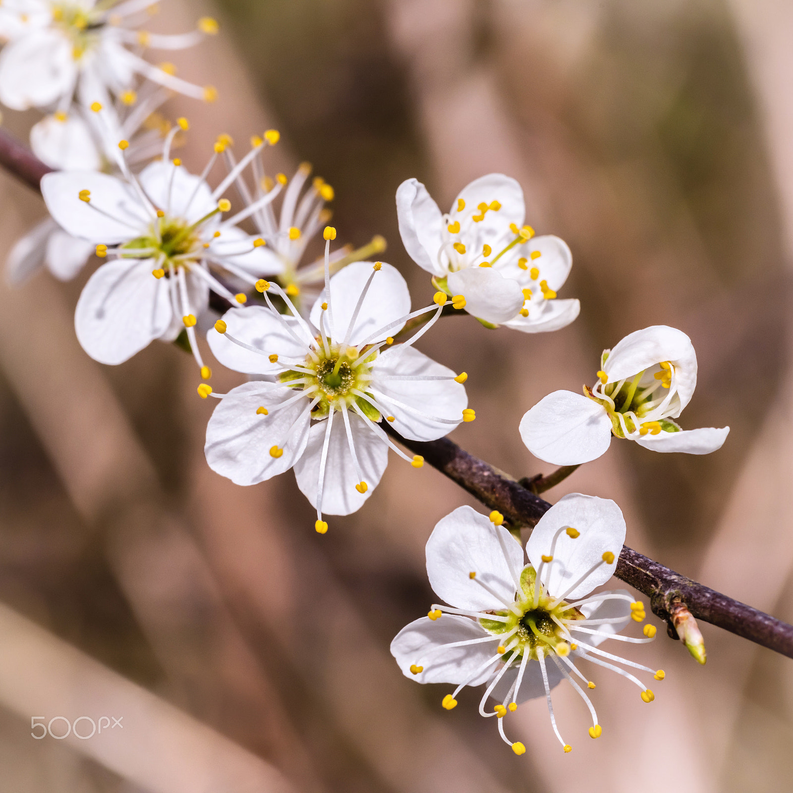 Nikon D810 + Sigma 105mm F2.8 EX DG OS HSM sample photo. Signs of spring photography