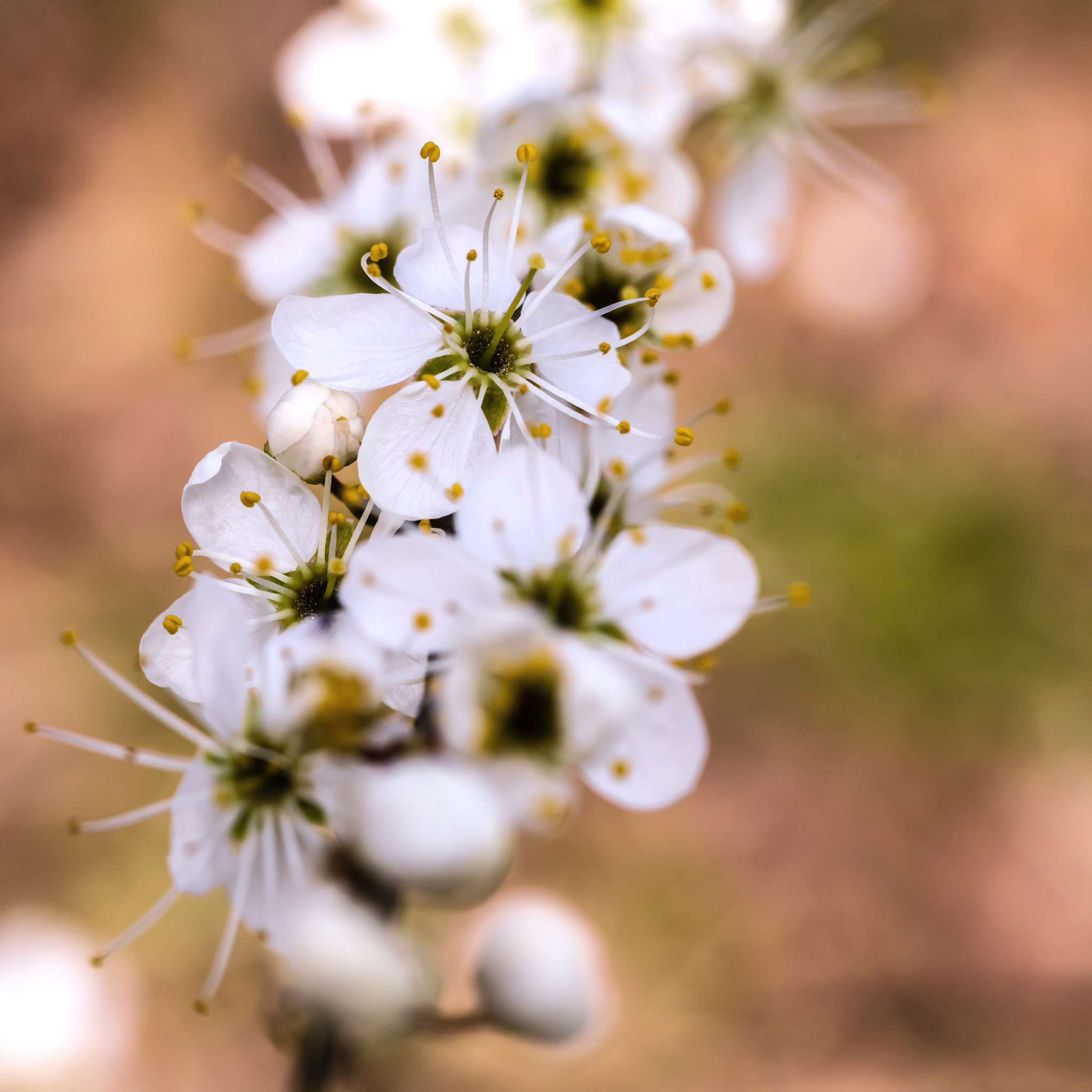 Nikon D810 sample photo. Spring blossom photography