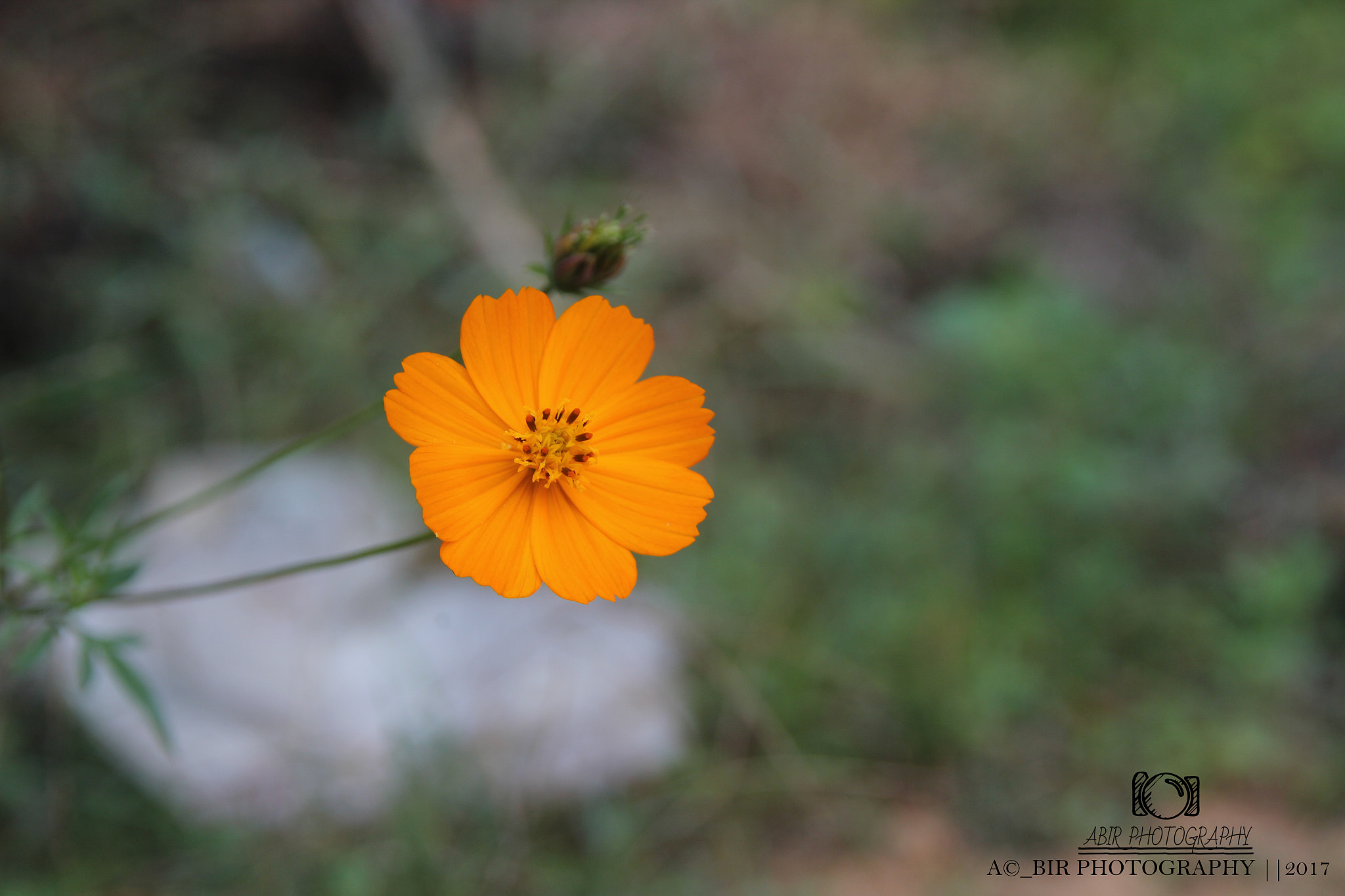 Sigma 18-200mm f/3.5-6.3 DC OS sample photo
