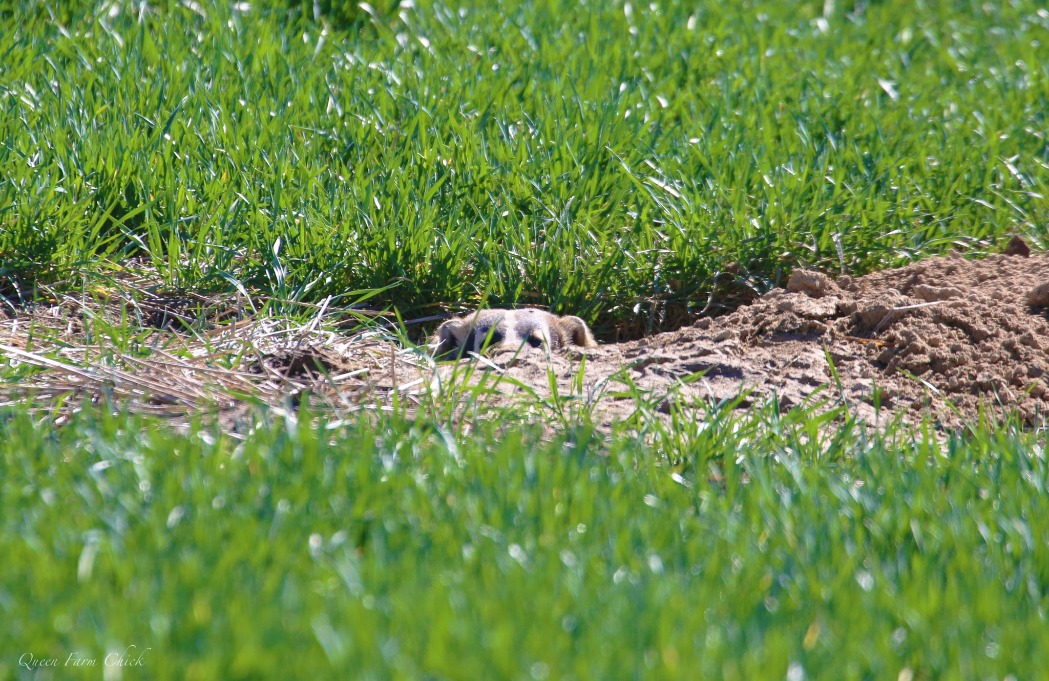 Canon EOS 70D + Canon EF 70-300mm F4-5.6L IS USM sample photo. Peek-a-boo with a badger photography