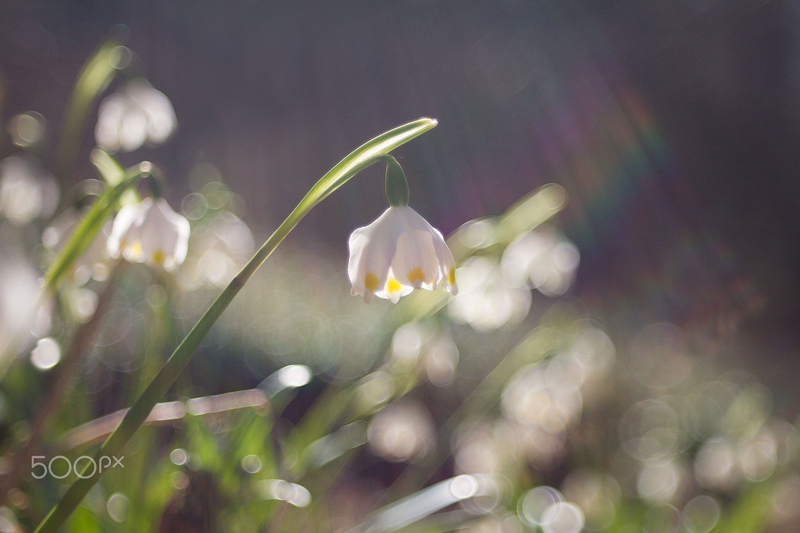 Canon EF 35-80mm f/4-5.6 sample photo. Bledule photography