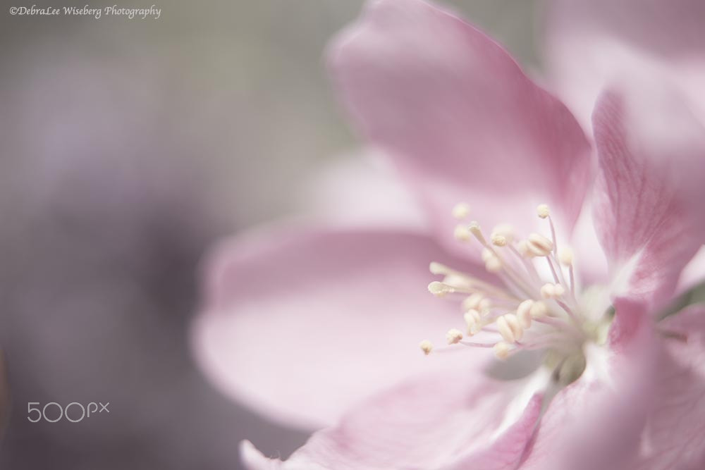 Nikon AF-S Micro-Nikkor 60mm F2.8G ED sample photo. Memories of my youth photography