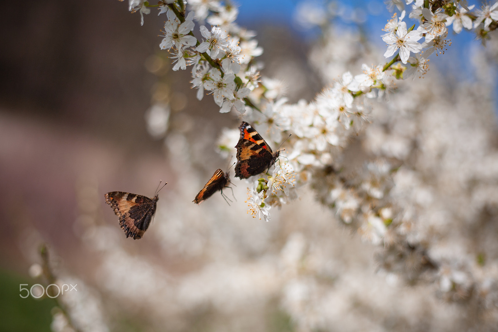 Canon EOS 5D sample photo. Dogfight photography