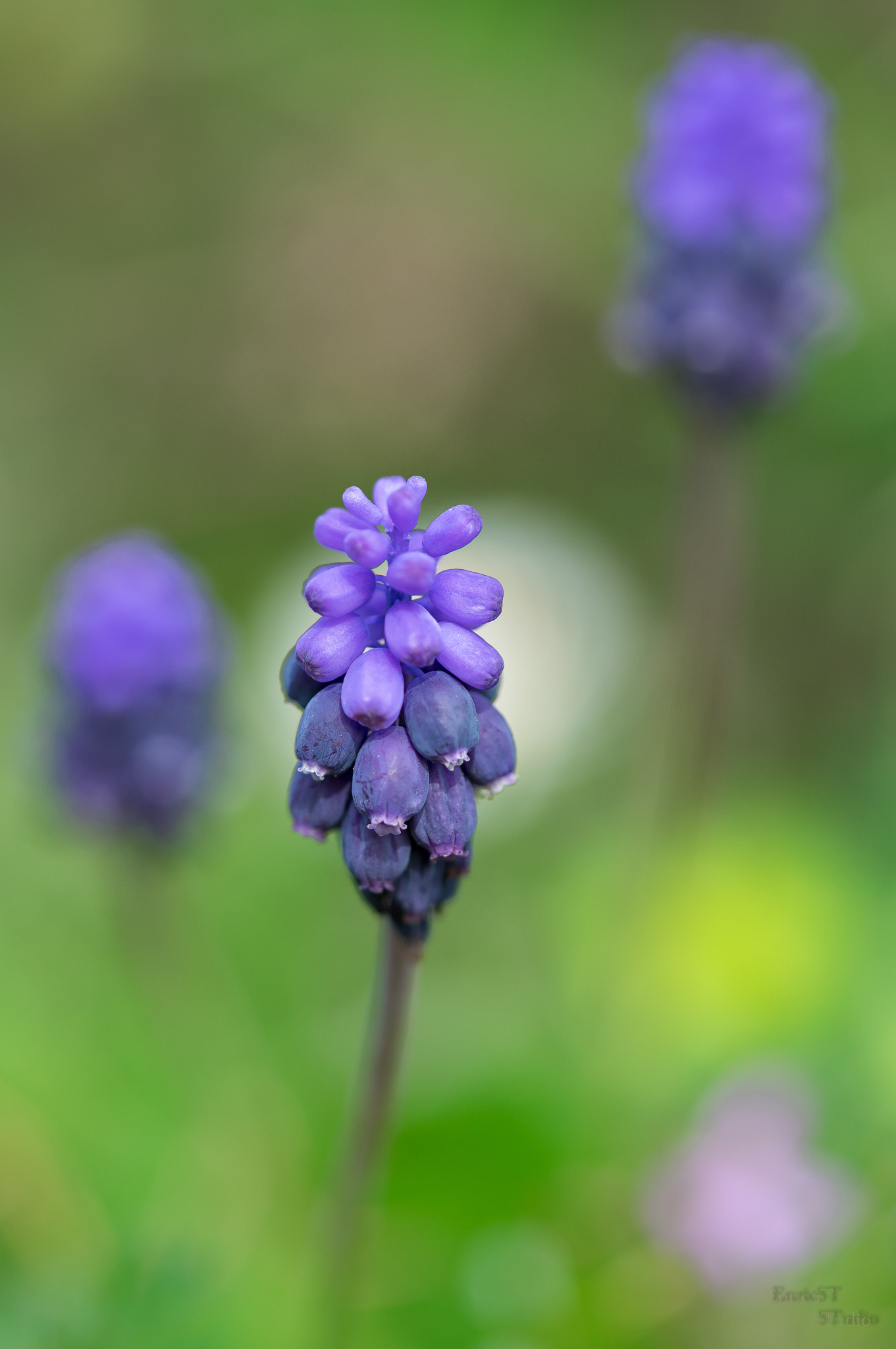 Sony a7 II + Sony FE 90mm F2.8 Macro G OSS sample photo. Three muscaris photography
