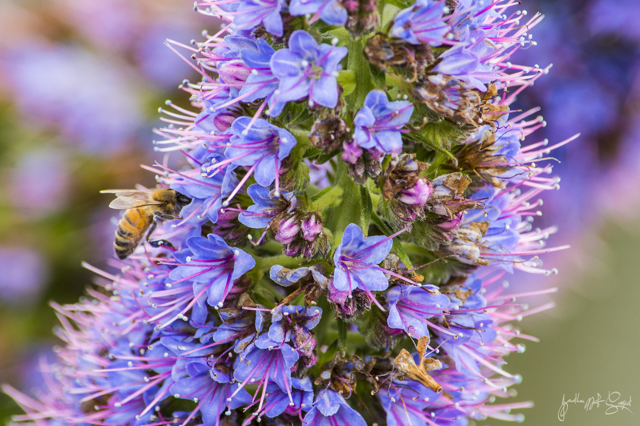 Nikon D610 sample photo. Bee in flower photography