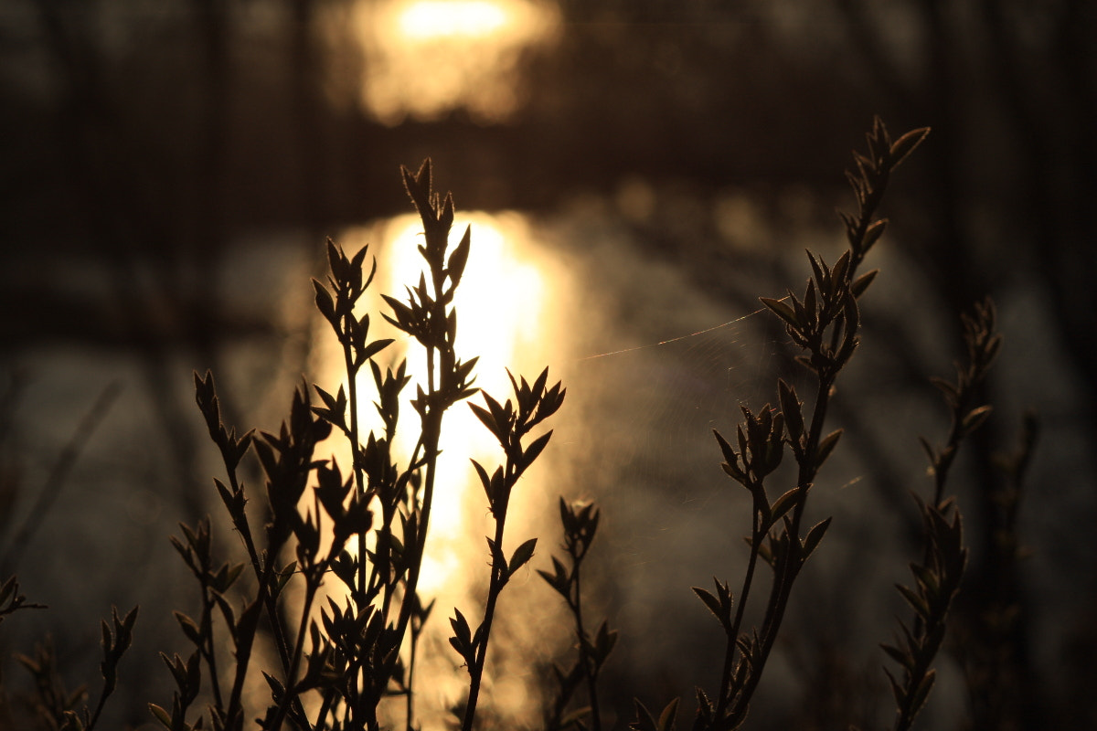 Canon EF 35-80mm f/4-5.6 sample photo. Spring evening photography