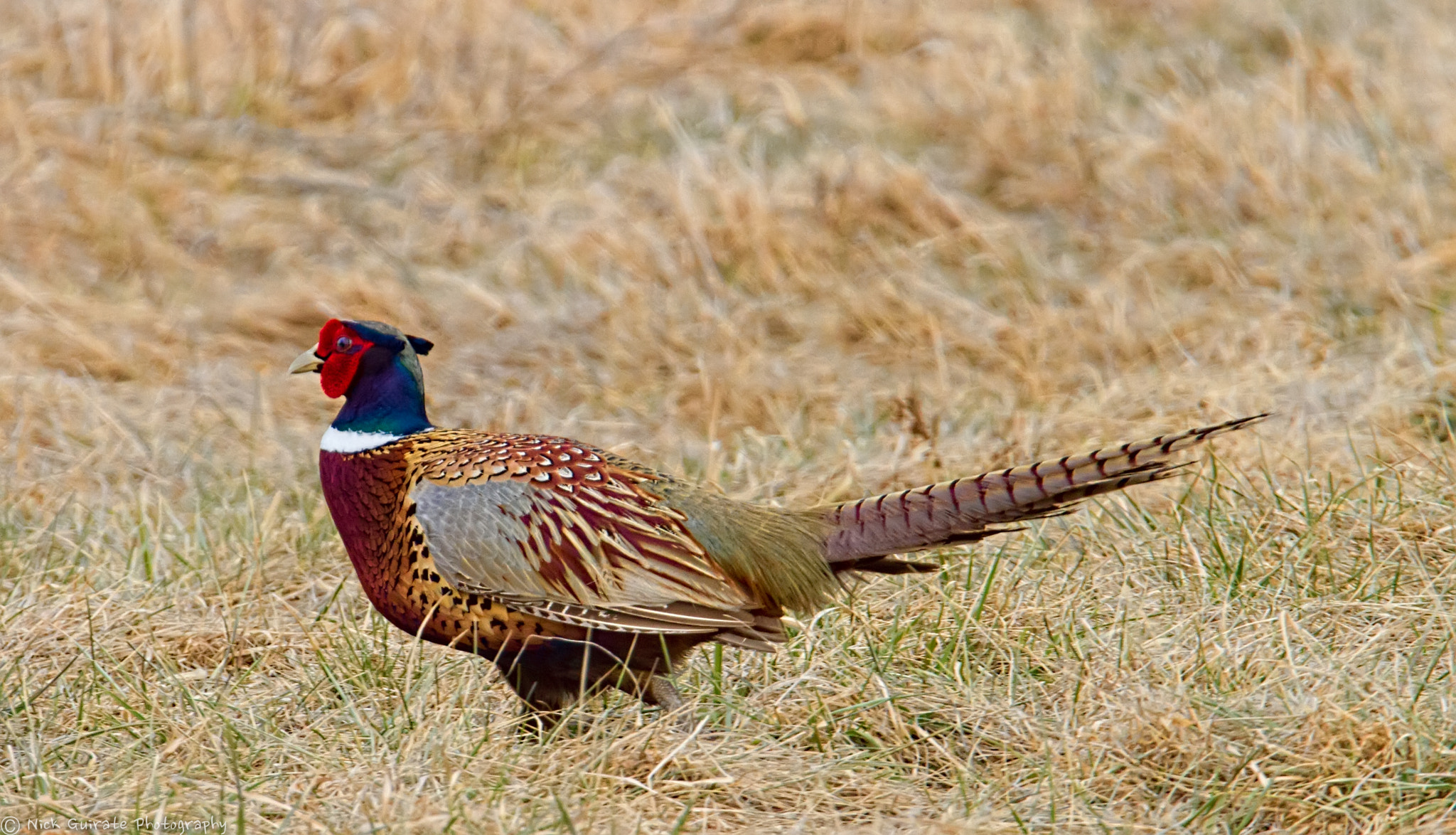 Tamron SP 150-600mm F5-6.3 Di VC USD sample photo. Ring neck pheasant photography