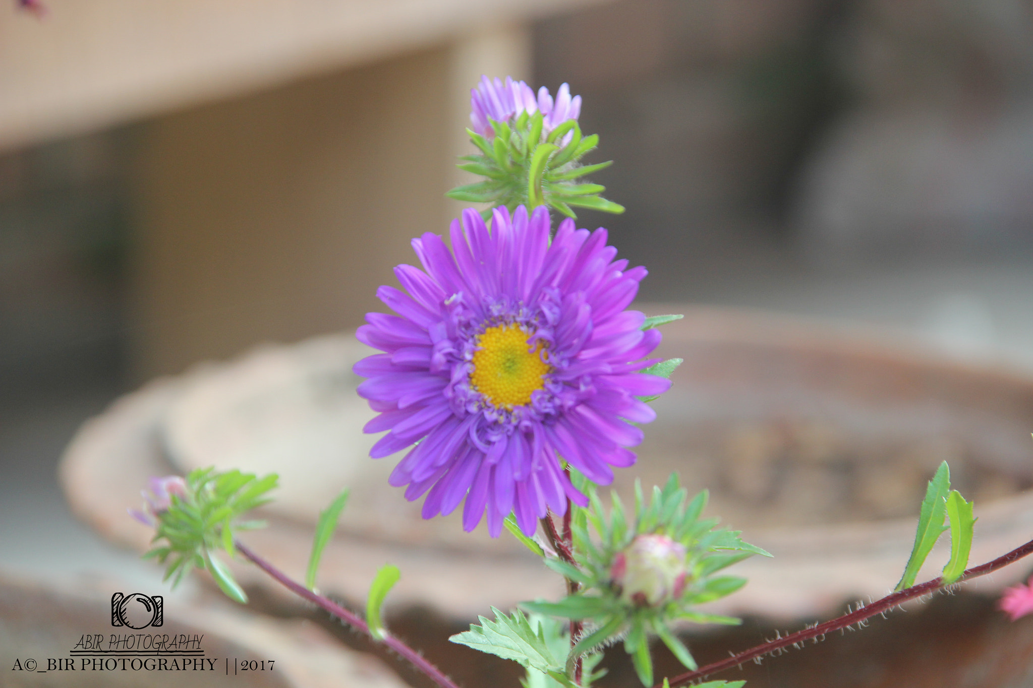 Sigma 18-200mm f/3.5-6.3 DC OS sample photo