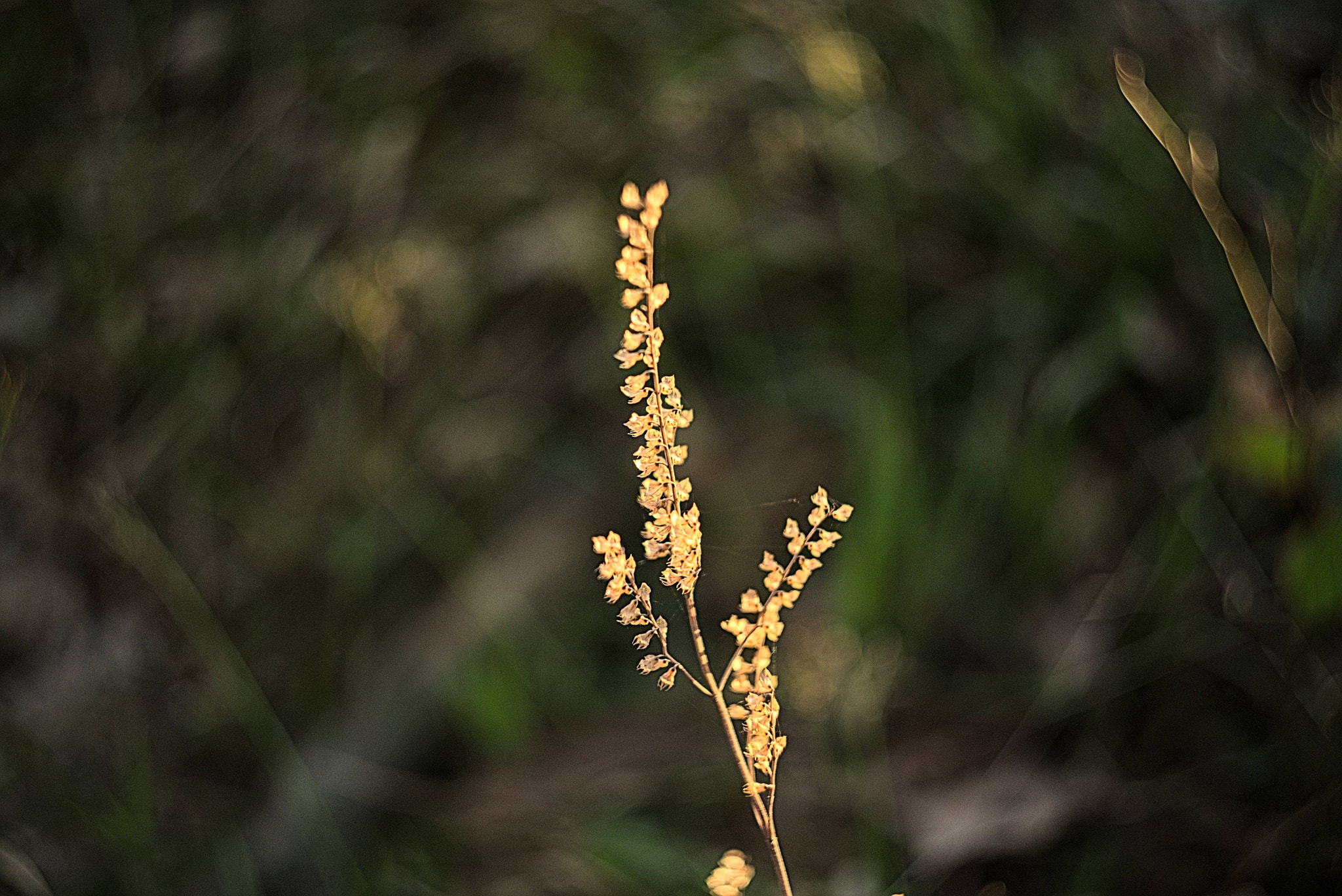 Manual Lens No CPU sample photo. Spring dream photography