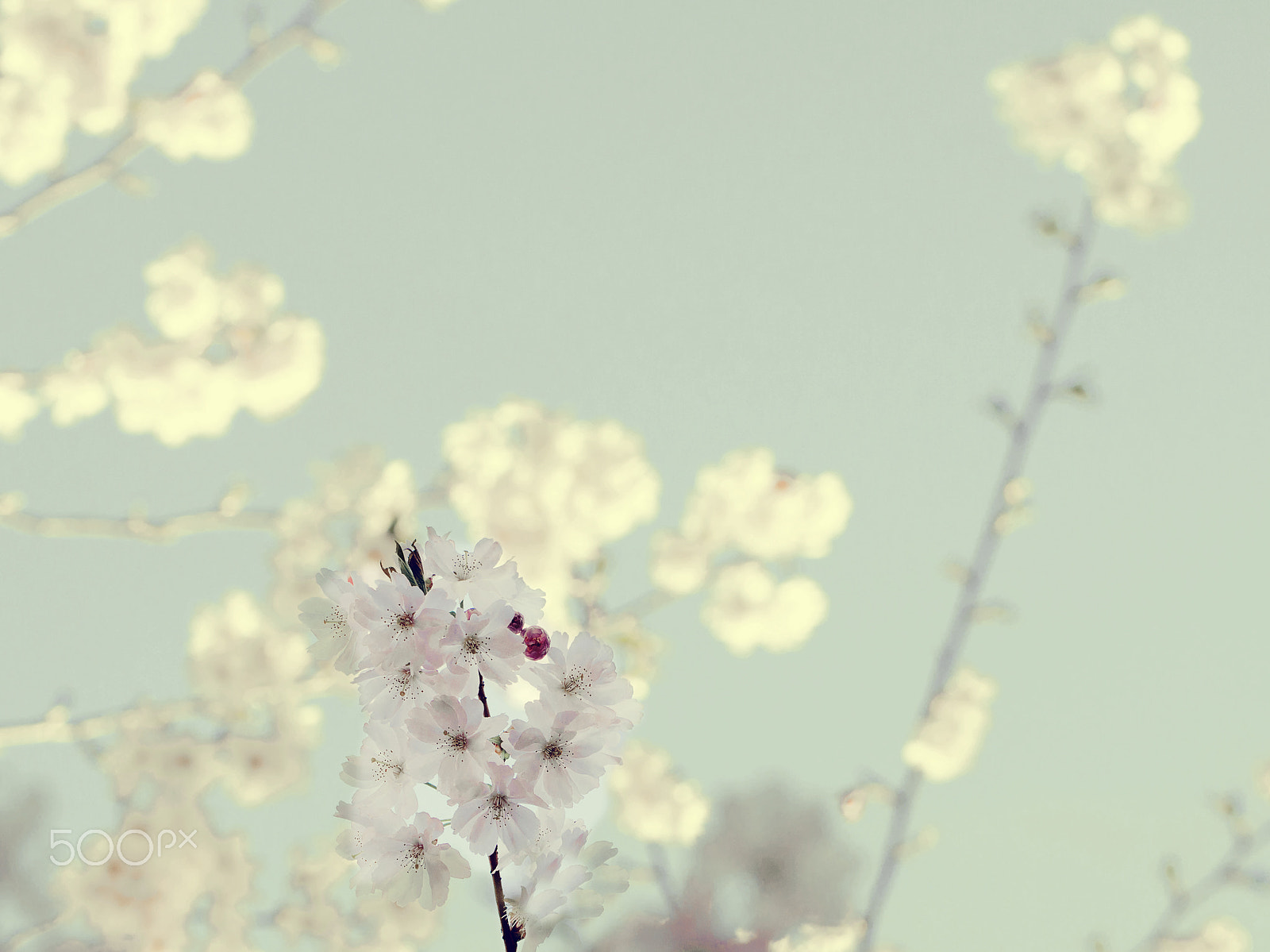 Canon EF 100mm F2.8L Macro IS USM sample photo. Flow photography