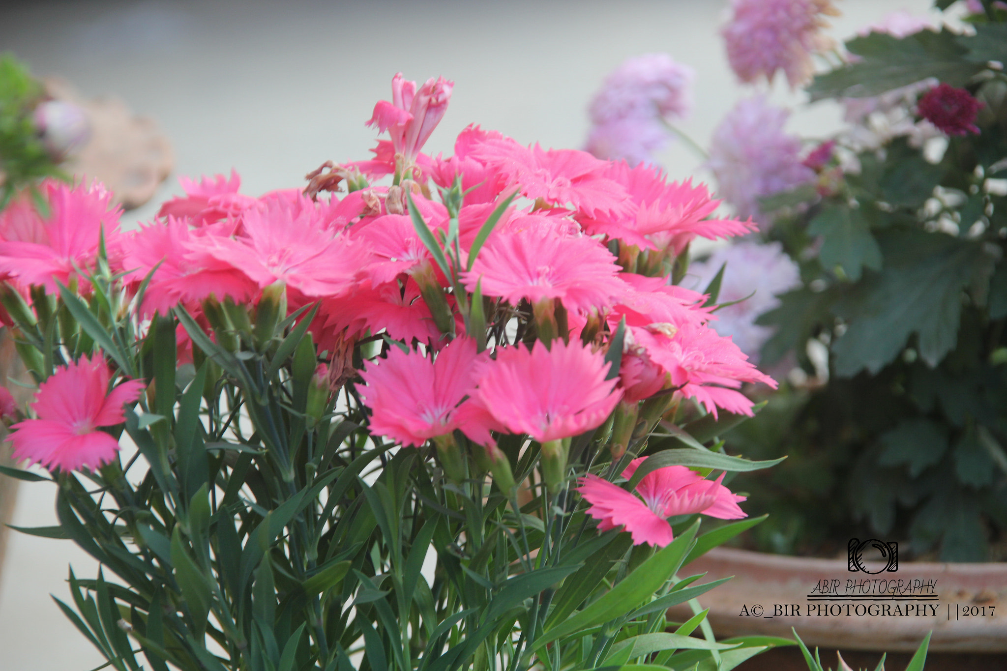 Sigma 18-200mm f/3.5-6.3 DC OS sample photo
