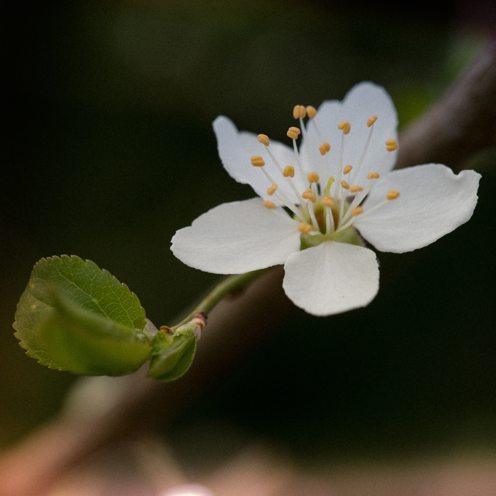 105mm F2.8 sample photo. Springblossom photography