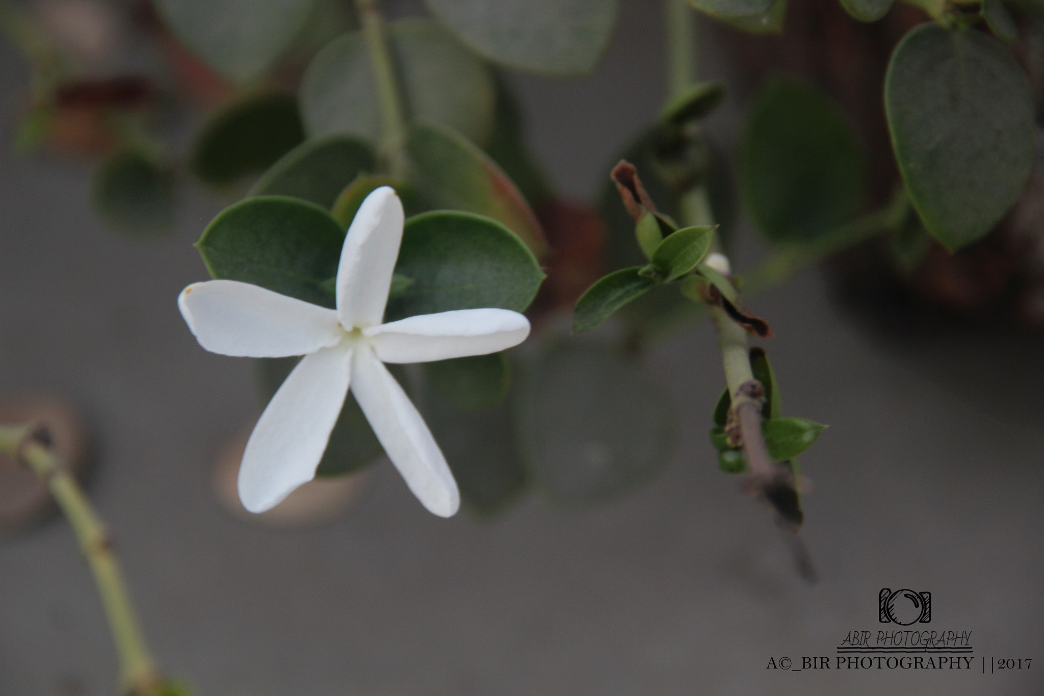 Sigma 18-200mm f/3.5-6.3 DC OS sample photo