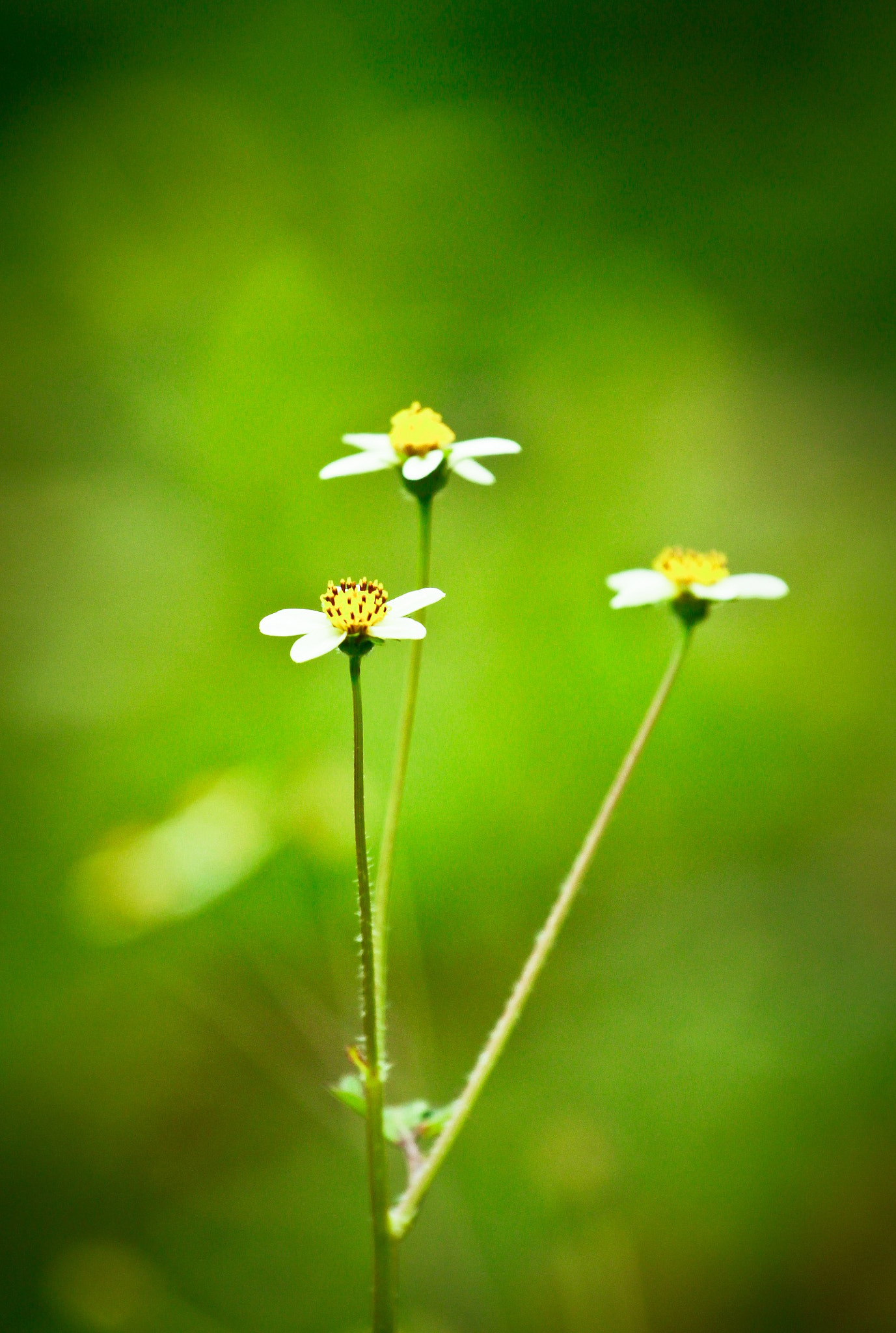 Canon EOS 7D + Canon EF 70-200mm F4L USM sample photo. Triplets... photography