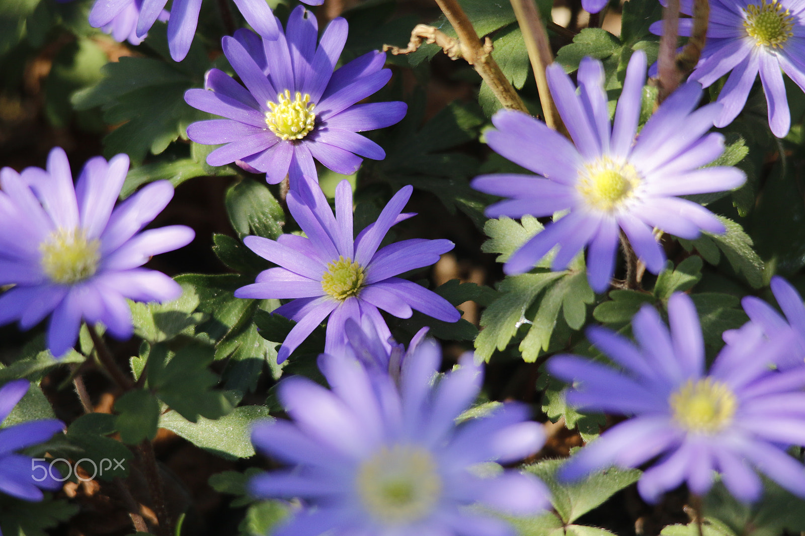 Canon EOS 70D + Sigma 150-500mm F5-6.3 DG OS HSM sample photo. Anemone blanda photography