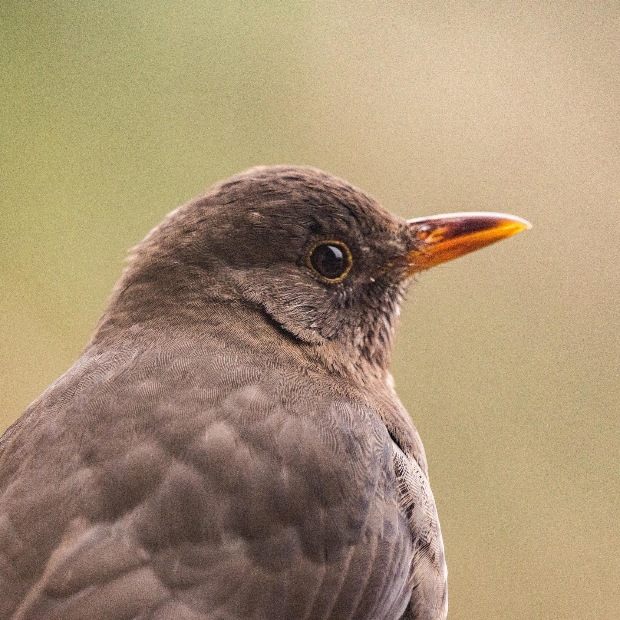 Sony ILCA-77M2 + Sony 70-400mm F4-5.6 G SSM sample photo. Blackbird portrait photography