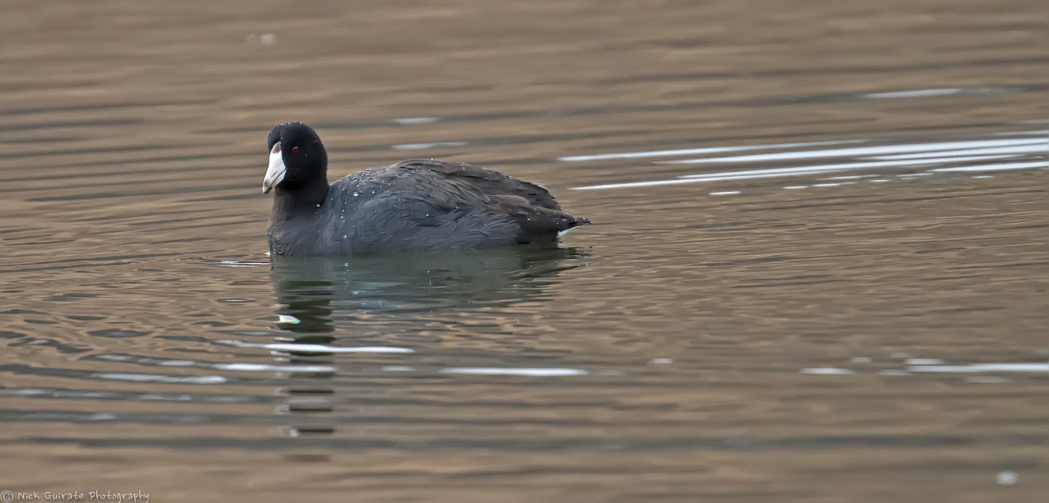 Canon EOS 7D sample photo. American coot photography