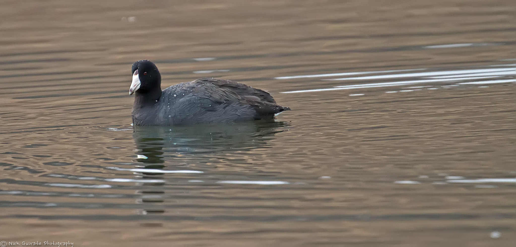 Tamron SP 150-600mm F5-6.3 Di VC USD sample photo. American coot photography