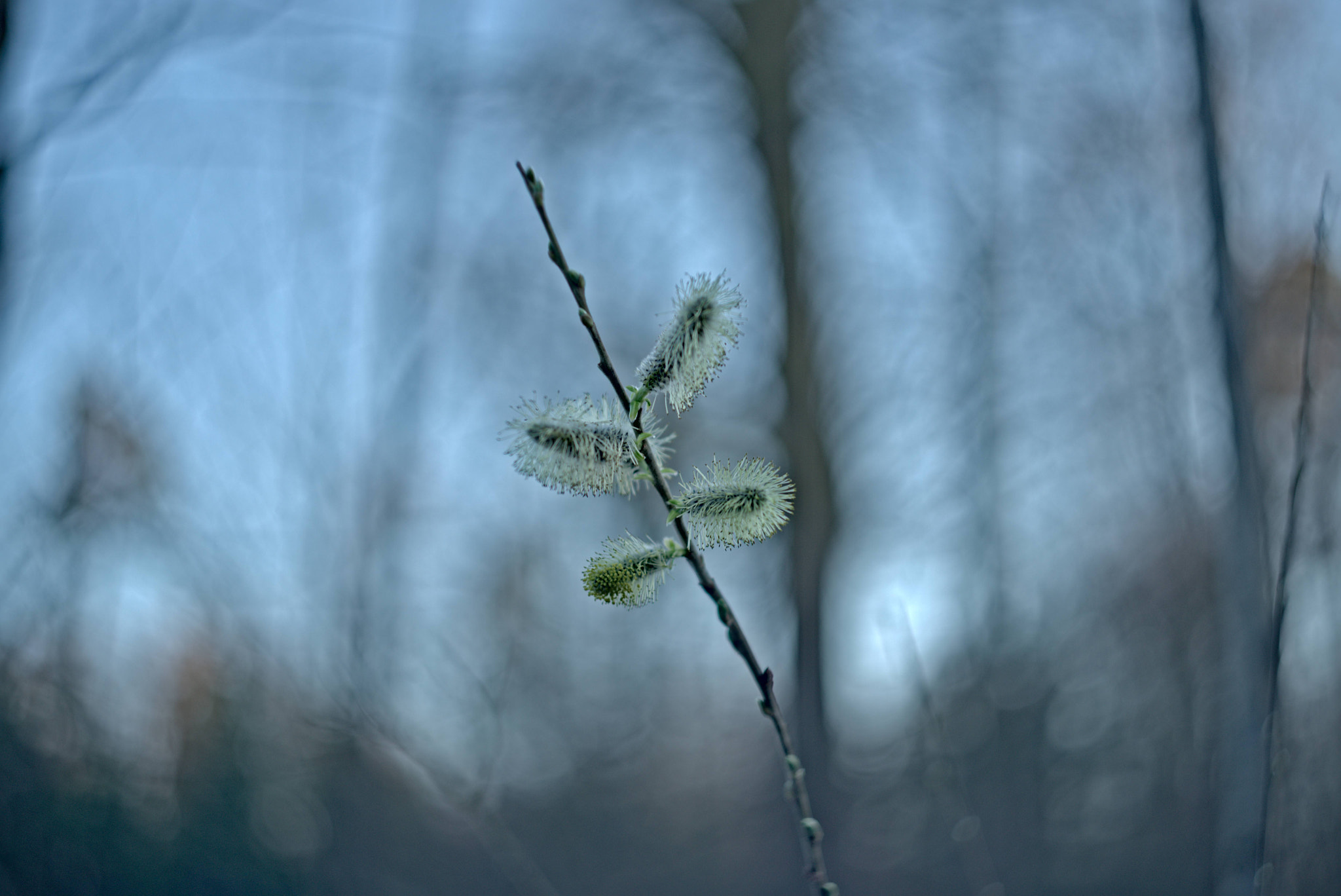 Manual Lens No CPU sample photo. Spring art photography