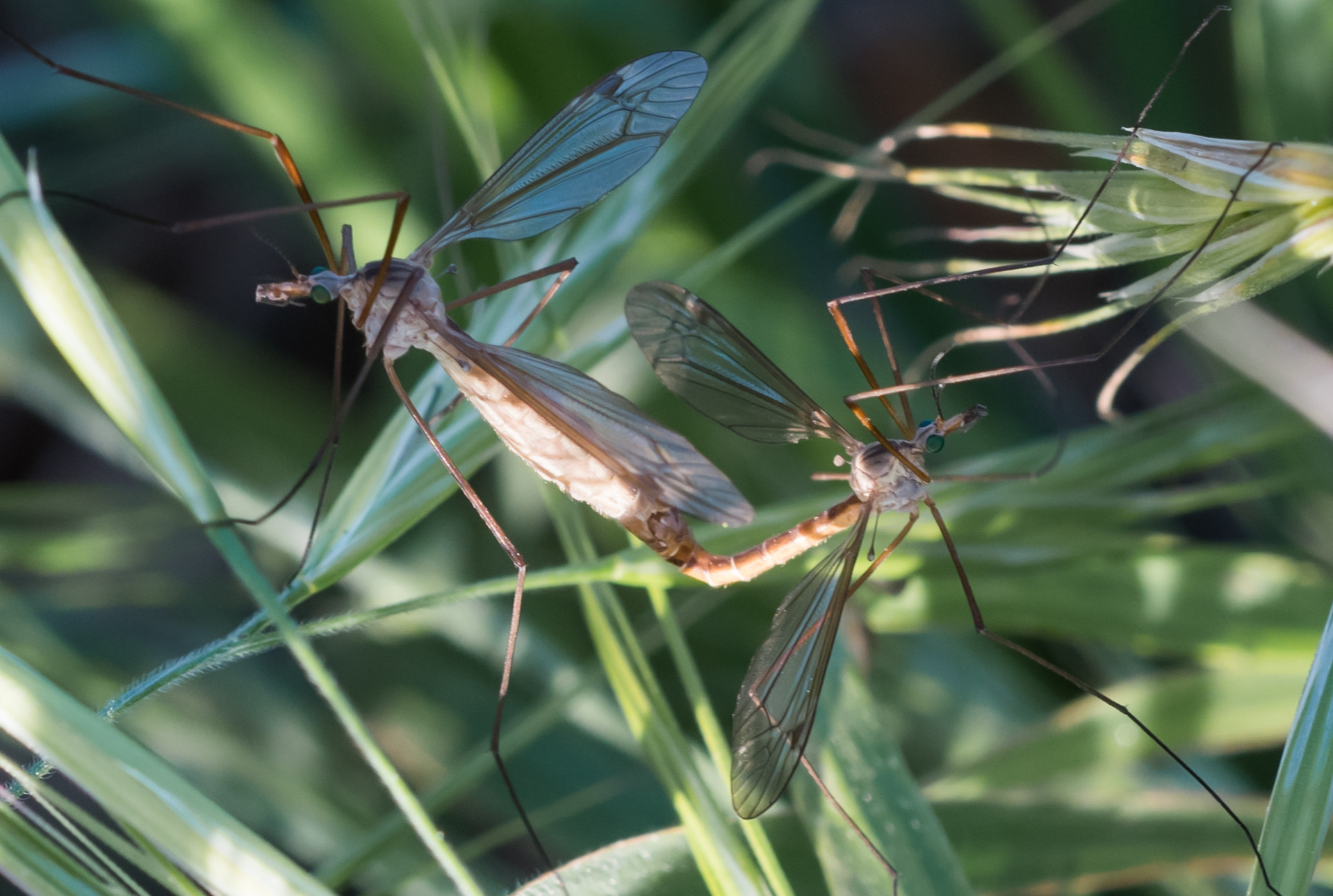 Nikon D500 + Nikon AF Micro-Nikkor 60mm F2.8D sample photo. Fragile love photography