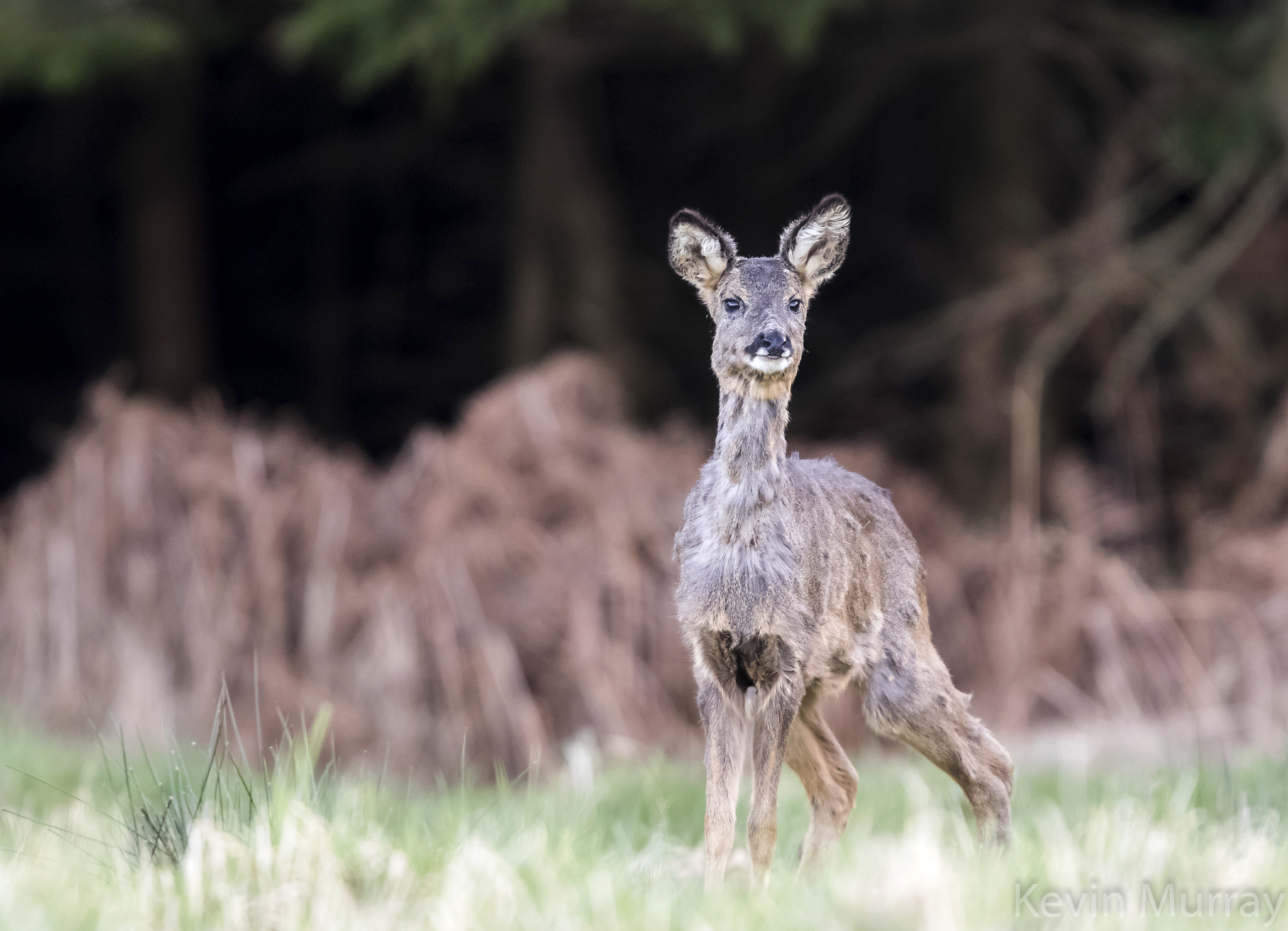 Canon EF 300mm F2.8L IS USM sample photo. Young roe photography
