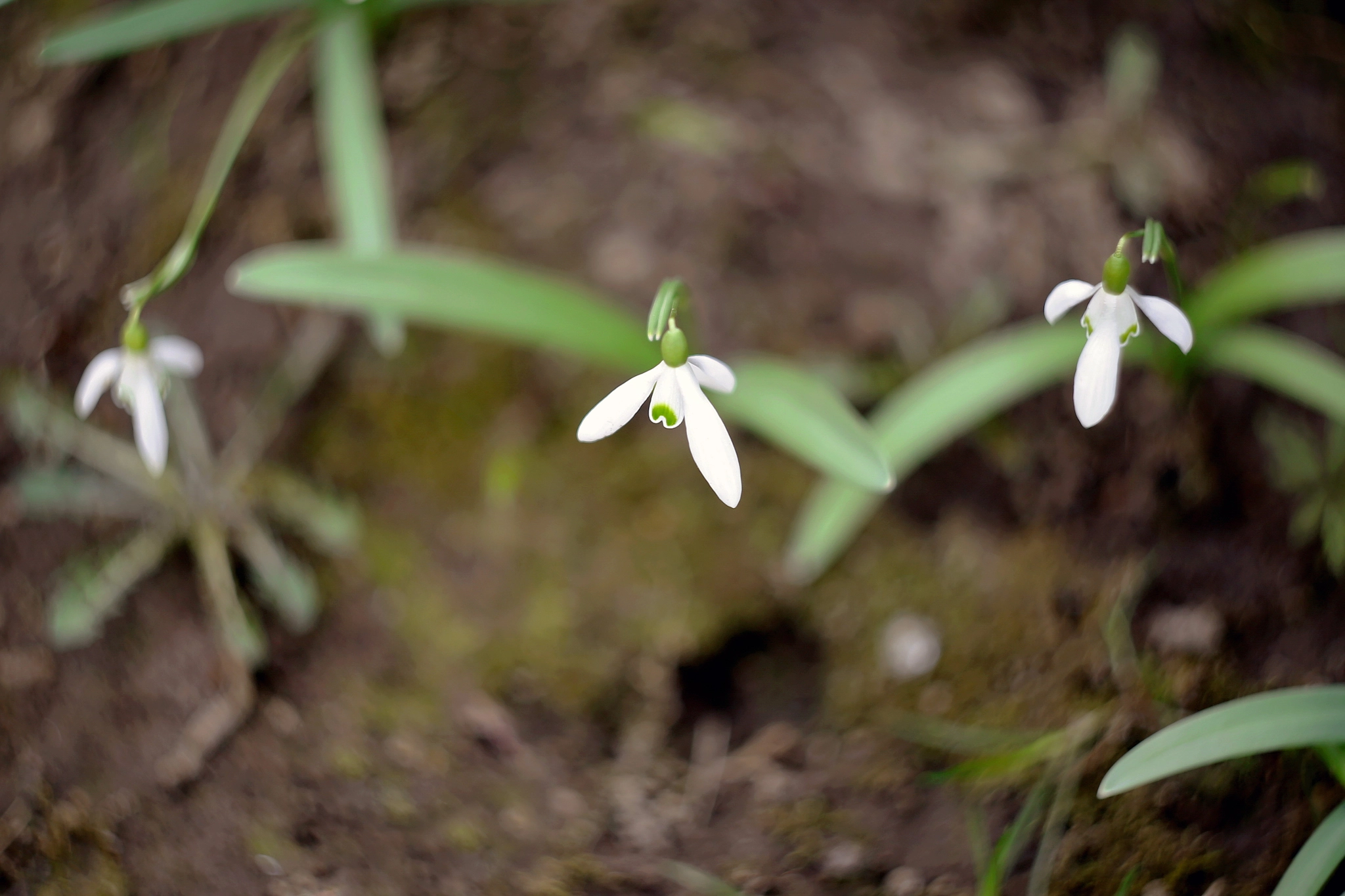 Canon EF 35-80mm f/4-5.6 sample photo. Snowdrops above view photography