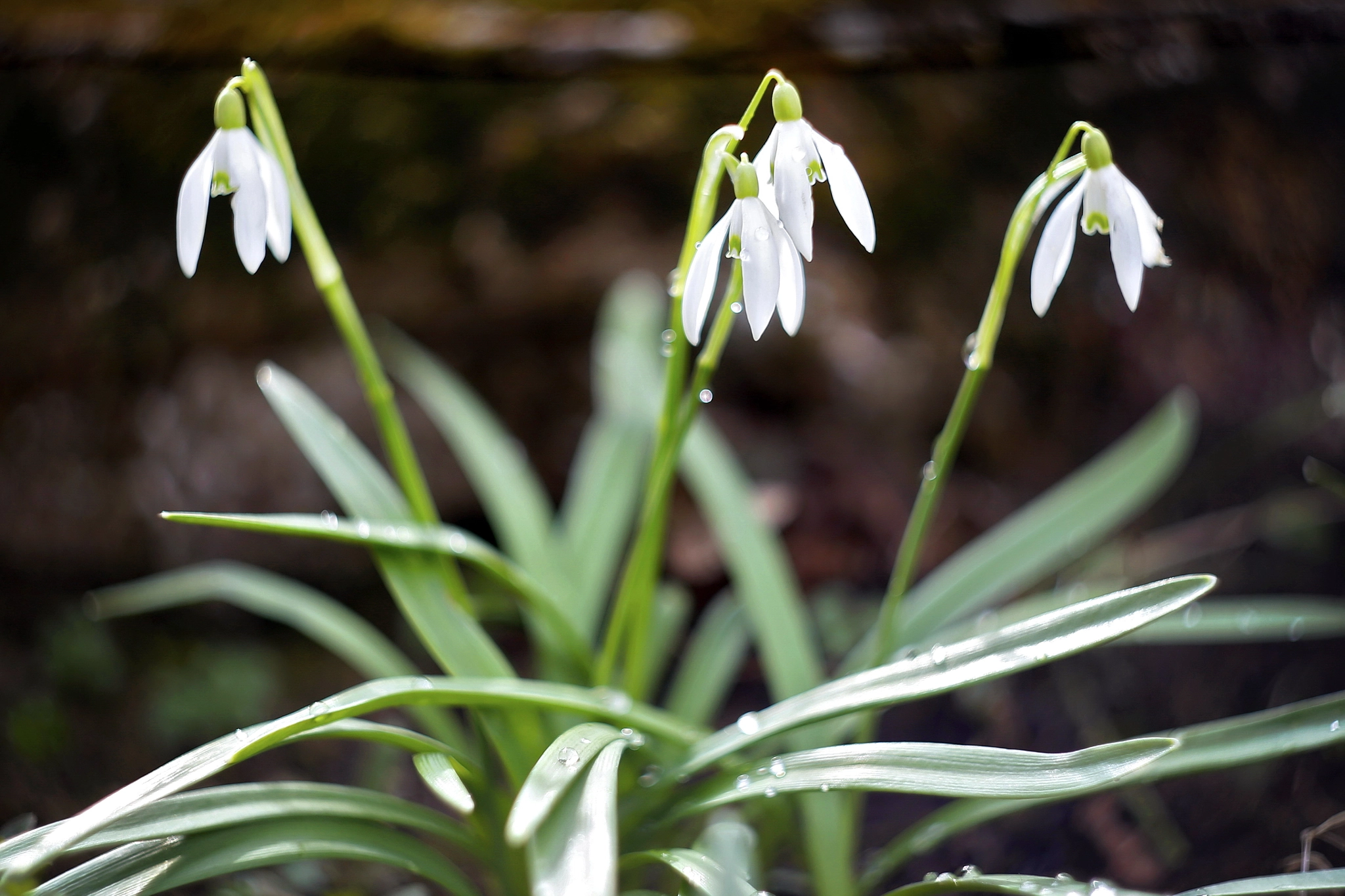 Canon EF 35-80mm f/4-5.6 sample photo. Snowdrops photography