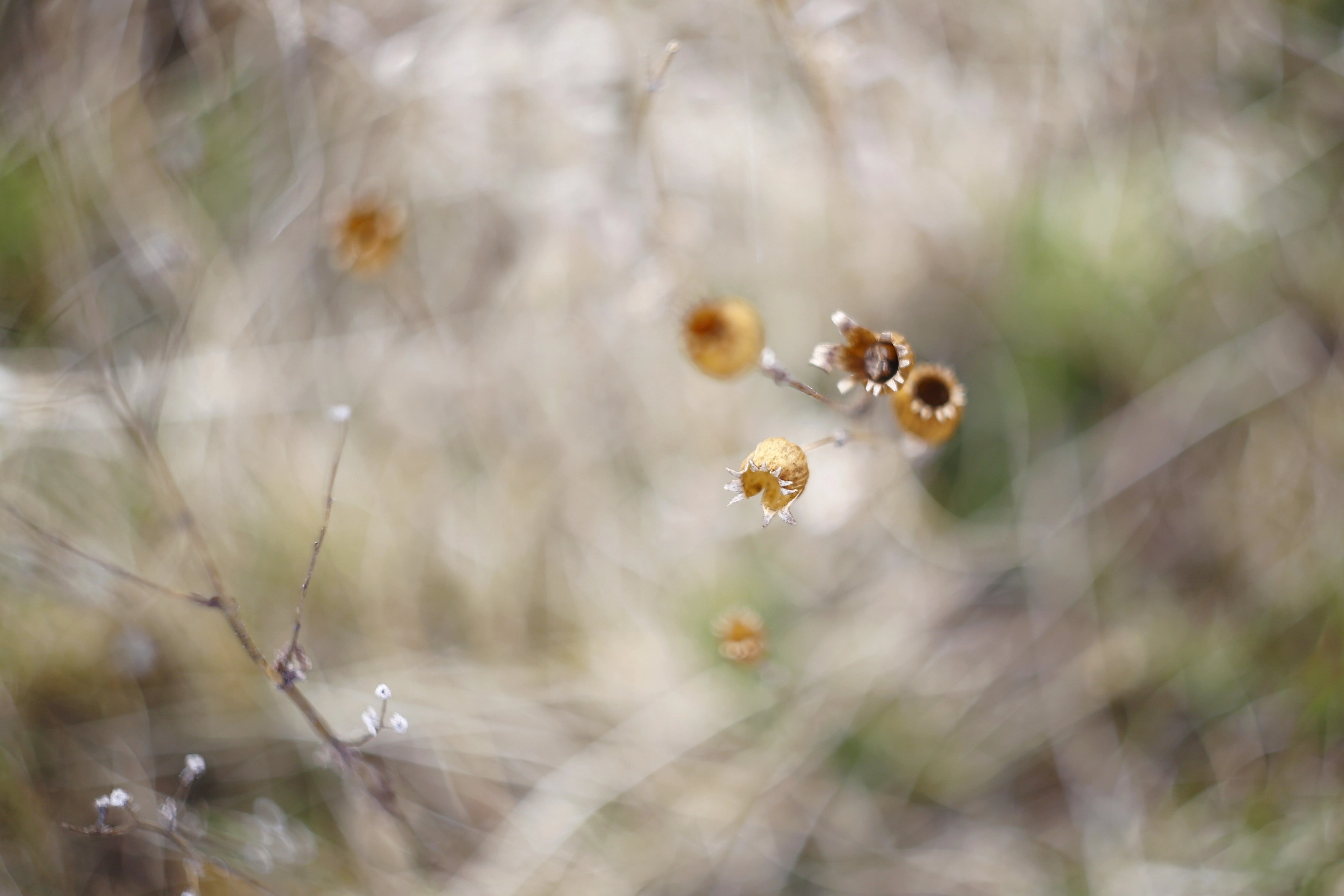 Canon EF 35-80mm f/4-5.6 sample photo. In the grass photography